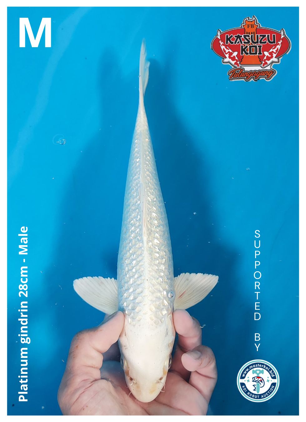 Lelang Koi Online, Jual Beli Ikan Koi, Pusat Jual Beli Koi, Info Lelang Koi Hari Ini, Platform Jual Beli Koi, Jual Beli Ikan Koi Online, Marketplace Ikan Koi, Jual Koi Terbaik, Tempat Beli Koi Berkualitas, Pasar Ikan Koi Online Terpercaya, Penjual Ikan Koi Terpercaya, Beli Koi Hias Online, Ikan Koi untuk Dijual, Koi Kualitas Terbaik, Toko Online Ikan Koi, Koi Hias Untuk Dijual, Jual Beli Ikan Koi Lokal, Koi Indonesia Online, Pusat Jual Beli Koi Terbesar