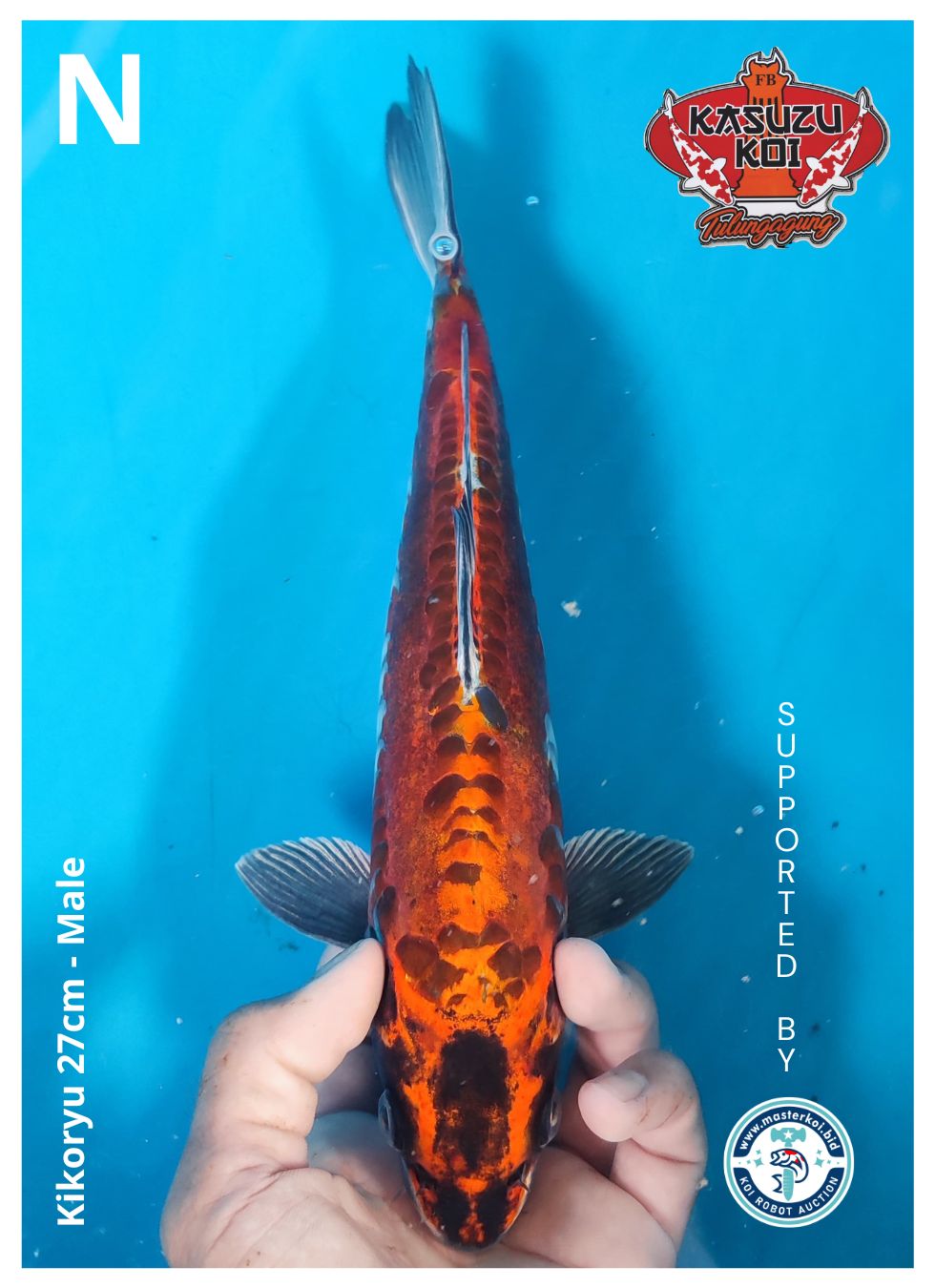 Lelang Koi Online, Jual Beli Ikan Koi, Pusat Jual Beli Koi, Info Lelang Koi Hari Ini, Platform Jual Beli Koi, Jual Beli Ikan Koi Online, Marketplace Ikan Koi, Jual Koi Terbaik, Tempat Beli Koi Berkualitas, Pasar Ikan Koi Online Terpercaya, Penjual Ikan Koi Terpercaya, Beli Koi Hias Online, Ikan Koi untuk Dijual, Koi Kualitas Terbaik, Toko Online Ikan Koi, Koi Hias Untuk Dijual, Jual Beli Ikan Koi Lokal, Koi Indonesia Online, Pusat Jual Beli Koi Terbesar