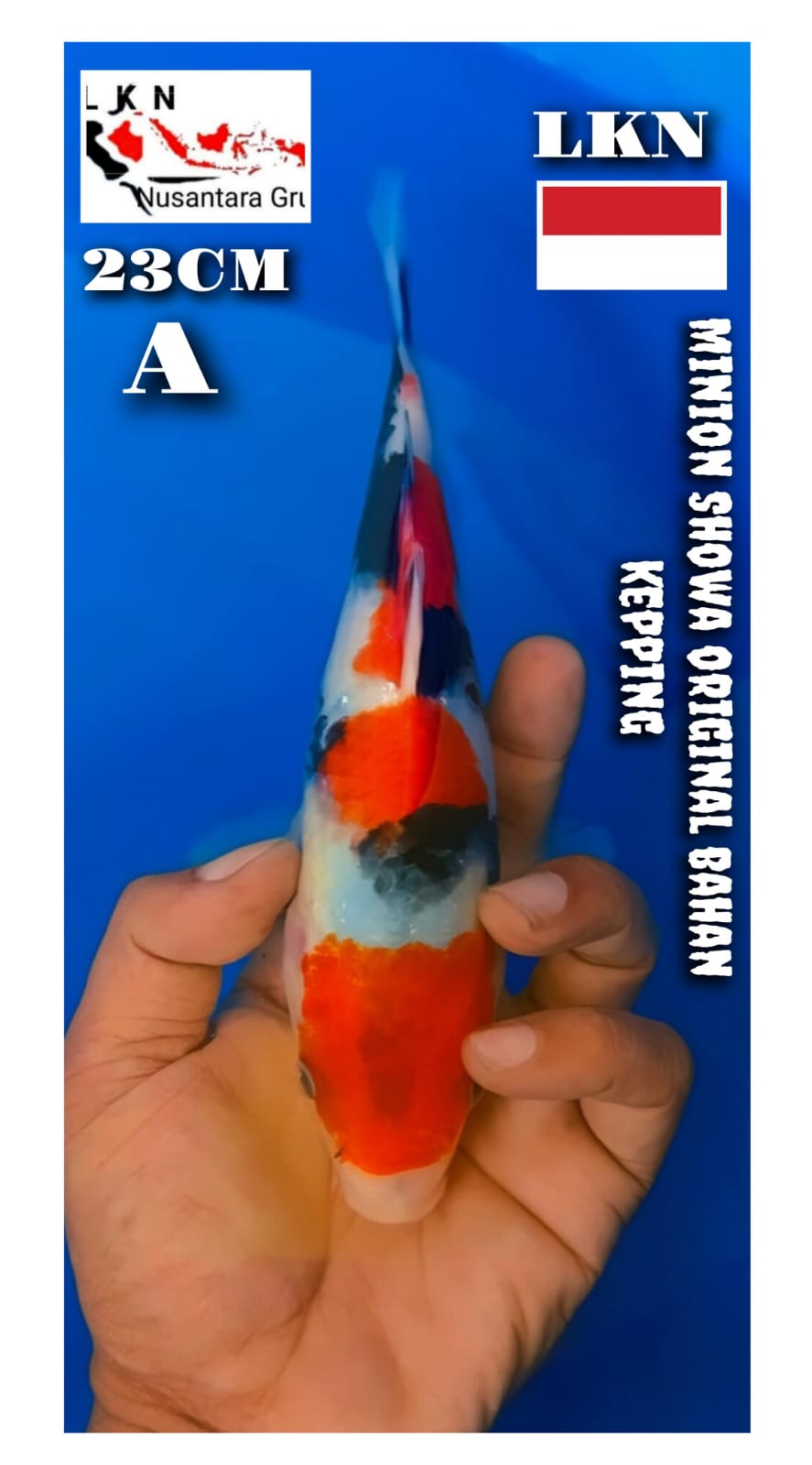 Lelang Koi Online, Jual Beli Ikan Koi, Pusat Jual Beli Koi, Info Lelang Koi Hari Ini, Platform Jual Beli Koi, Jual Beli Ikan Koi Online, Marketplace Ikan Koi, Jual Koi Terbaik, Tempat Beli Koi Berkualitas, Pasar Ikan Koi Online Terpercaya, Penjual Ikan Koi Terpercaya, Beli Koi Hias Online, Ikan Koi untuk Dijual, Koi Kualitas Terbaik, Toko Online Ikan Koi, Koi Hias Untuk Dijual, Jual Beli Ikan Koi Lokal, Koi Indonesia Online, Pusat Jual Beli Koi Terbesar