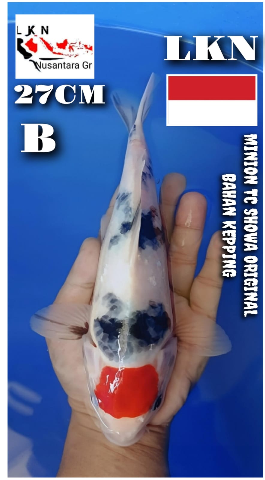 Lelang Koi Online, Jual Beli Ikan Koi, Pusat Jual Beli Koi, Info Lelang Koi Hari Ini, Platform Jual Beli Koi, Jual Beli Ikan Koi Online, Marketplace Ikan Koi, Jual Koi Terbaik, Tempat Beli Koi Berkualitas, Pasar Ikan Koi Online Terpercaya, Penjual Ikan Koi Terpercaya, Beli Koi Hias Online, Ikan Koi untuk Dijual, Koi Kualitas Terbaik, Toko Online Ikan Koi, Koi Hias Untuk Dijual, Jual Beli Ikan Koi Lokal, Koi Indonesia Online, Pusat Jual Beli Koi Terbesar