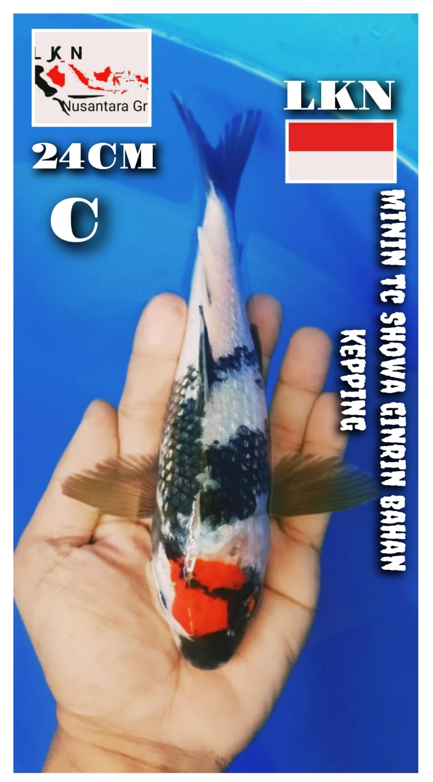 Lelang Koi Online, Jual Beli Ikan Koi, Pusat Jual Beli Koi, Info Lelang Koi Hari Ini, Platform Jual Beli Koi, Jual Beli Ikan Koi Online, Marketplace Ikan Koi, Jual Koi Terbaik, Tempat Beli Koi Berkualitas, Pasar Ikan Koi Online Terpercaya, Penjual Ikan Koi Terpercaya, Beli Koi Hias Online, Ikan Koi untuk Dijual, Koi Kualitas Terbaik, Toko Online Ikan Koi, Koi Hias Untuk Dijual, Jual Beli Ikan Koi Lokal, Koi Indonesia Online, Pusat Jual Beli Koi Terbesar