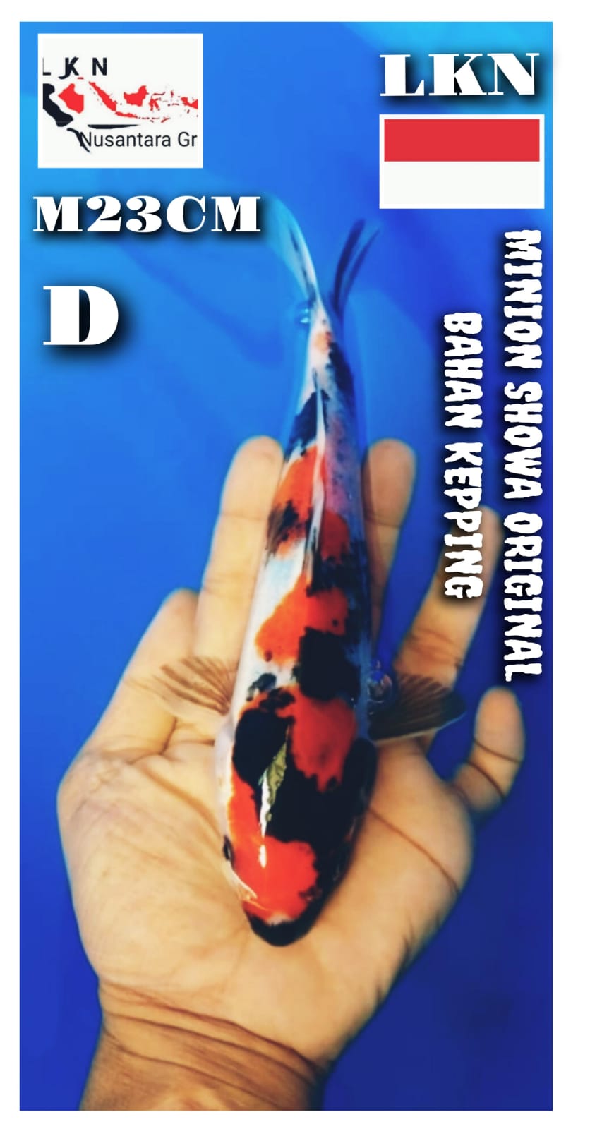Lelang Koi Online, Jual Beli Ikan Koi, Pusat Jual Beli Koi, Info Lelang Koi Hari Ini, Platform Jual Beli Koi, Jual Beli Ikan Koi Online, Marketplace Ikan Koi, Jual Koi Terbaik, Tempat Beli Koi Berkualitas, Pasar Ikan Koi Online Terpercaya, Penjual Ikan Koi Terpercaya, Beli Koi Hias Online, Ikan Koi untuk Dijual, Koi Kualitas Terbaik, Toko Online Ikan Koi, Koi Hias Untuk Dijual, Jual Beli Ikan Koi Lokal, Koi Indonesia Online, Pusat Jual Beli Koi Terbesar