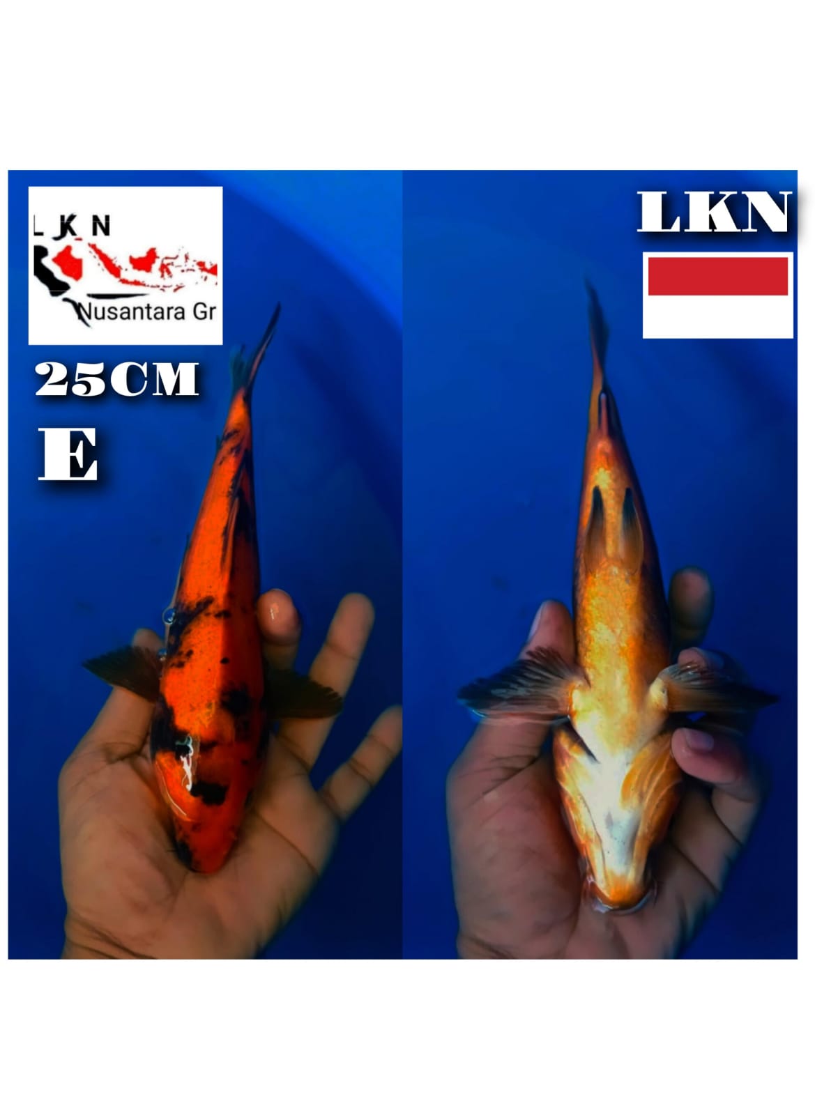 Lelang Koi Online, Jual Beli Ikan Koi, Pusat Jual Beli Koi, Info Lelang Koi Hari Ini, Platform Jual Beli Koi, Jual Beli Ikan Koi Online, Marketplace Ikan Koi, Jual Koi Terbaik, Tempat Beli Koi Berkualitas, Pasar Ikan Koi Online Terpercaya, Penjual Ikan Koi Terpercaya, Beli Koi Hias Online, Ikan Koi untuk Dijual, Koi Kualitas Terbaik, Toko Online Ikan Koi, Koi Hias Untuk Dijual, Jual Beli Ikan Koi Lokal, Koi Indonesia Online, Pusat Jual Beli Koi Terbesar