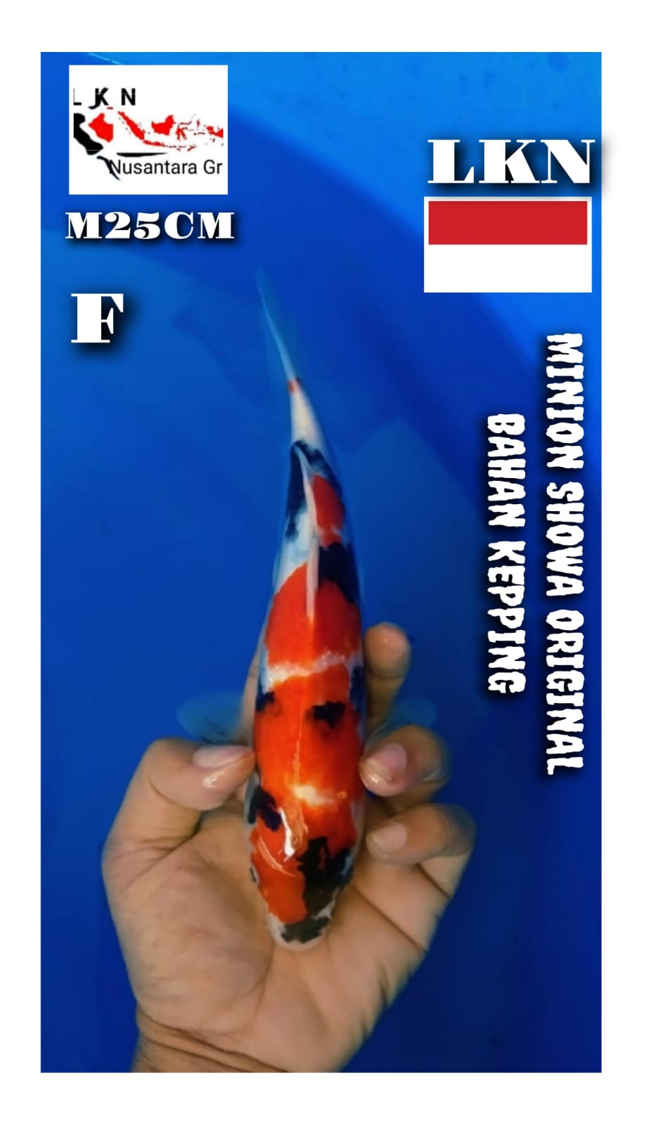 Lelang Koi Online, Jual Beli Ikan Koi, Pusat Jual Beli Koi, Info Lelang Koi Hari Ini, Platform Jual Beli Koi, Jual Beli Ikan Koi Online, Marketplace Ikan Koi, Jual Koi Terbaik, Tempat Beli Koi Berkualitas, Pasar Ikan Koi Online Terpercaya, Penjual Ikan Koi Terpercaya, Beli Koi Hias Online, Ikan Koi untuk Dijual, Koi Kualitas Terbaik, Toko Online Ikan Koi, Koi Hias Untuk Dijual, Jual Beli Ikan Koi Lokal, Koi Indonesia Online, Pusat Jual Beli Koi Terbesar