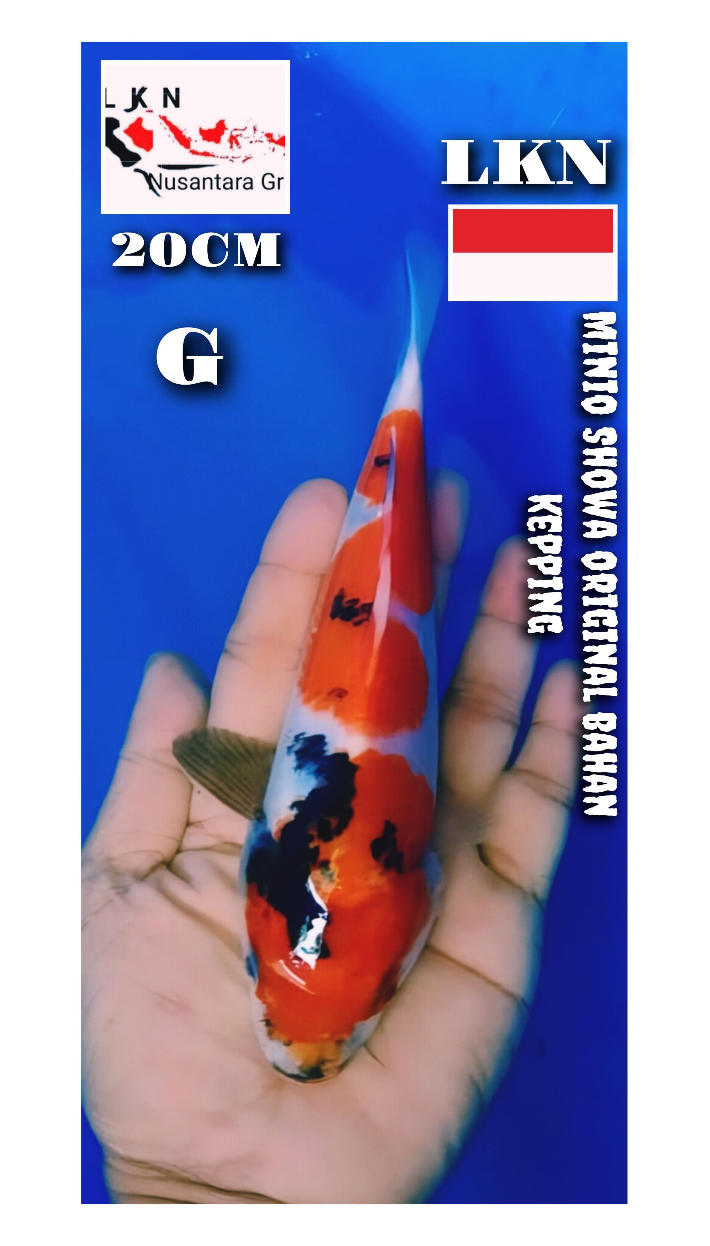 Lelang Koi Online, Jual Beli Ikan Koi, Pusat Jual Beli Koi, Info Lelang Koi Hari Ini, Platform Jual Beli Koi, Jual Beli Ikan Koi Online, Marketplace Ikan Koi, Jual Koi Terbaik, Tempat Beli Koi Berkualitas, Pasar Ikan Koi Online Terpercaya, Penjual Ikan Koi Terpercaya, Beli Koi Hias Online, Ikan Koi untuk Dijual, Koi Kualitas Terbaik, Toko Online Ikan Koi, Koi Hias Untuk Dijual, Jual Beli Ikan Koi Lokal, Koi Indonesia Online, Pusat Jual Beli Koi Terbesar