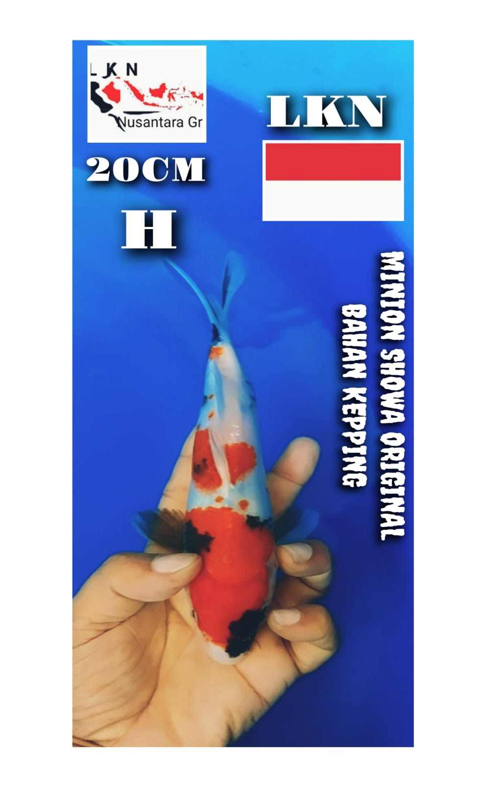 Lelang Koi Online, Jual Beli Ikan Koi, Pusat Jual Beli Koi, Info Lelang Koi Hari Ini, Platform Jual Beli Koi, Jual Beli Ikan Koi Online, Marketplace Ikan Koi, Jual Koi Terbaik, Tempat Beli Koi Berkualitas, Pasar Ikan Koi Online Terpercaya, Penjual Ikan Koi Terpercaya, Beli Koi Hias Online, Ikan Koi untuk Dijual, Koi Kualitas Terbaik, Toko Online Ikan Koi, Koi Hias Untuk Dijual, Jual Beli Ikan Koi Lokal, Koi Indonesia Online, Pusat Jual Beli Koi Terbesar