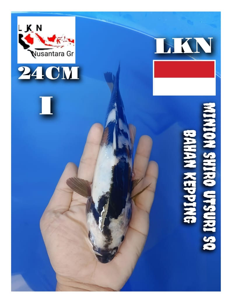 Lelang Koi Online, Jual Beli Ikan Koi, Pusat Jual Beli Koi, Info Lelang Koi Hari Ini, Platform Jual Beli Koi, Jual Beli Ikan Koi Online, Marketplace Ikan Koi, Jual Koi Terbaik, Tempat Beli Koi Berkualitas, Pasar Ikan Koi Online Terpercaya, Penjual Ikan Koi Terpercaya, Beli Koi Hias Online, Ikan Koi untuk Dijual, Koi Kualitas Terbaik, Toko Online Ikan Koi, Koi Hias Untuk Dijual, Jual Beli Ikan Koi Lokal, Koi Indonesia Online, Pusat Jual Beli Koi Terbesar