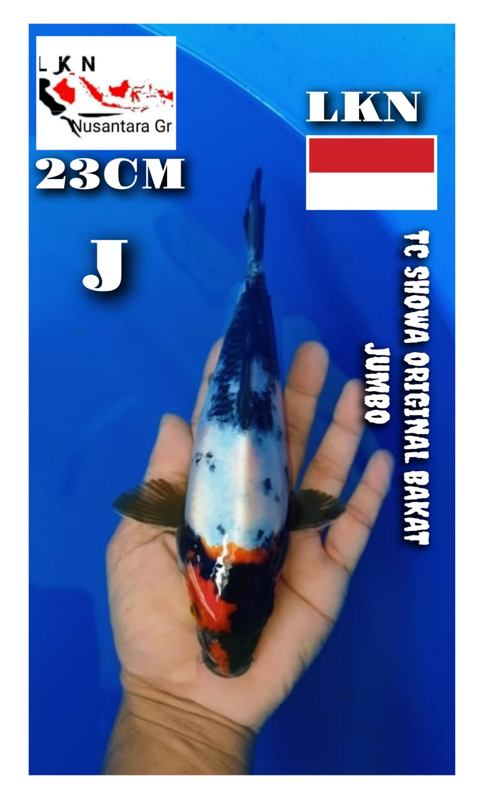 Lelang Koi Online, Jual Beli Ikan Koi, Pusat Jual Beli Koi, Info Lelang Koi Hari Ini, Platform Jual Beli Koi, Jual Beli Ikan Koi Online, Marketplace Ikan Koi, Jual Koi Terbaik, Tempat Beli Koi Berkualitas, Pasar Ikan Koi Online Terpercaya, Penjual Ikan Koi Terpercaya, Beli Koi Hias Online, Ikan Koi untuk Dijual, Koi Kualitas Terbaik, Toko Online Ikan Koi, Koi Hias Untuk Dijual, Jual Beli Ikan Koi Lokal, Koi Indonesia Online, Pusat Jual Beli Koi Terbesar