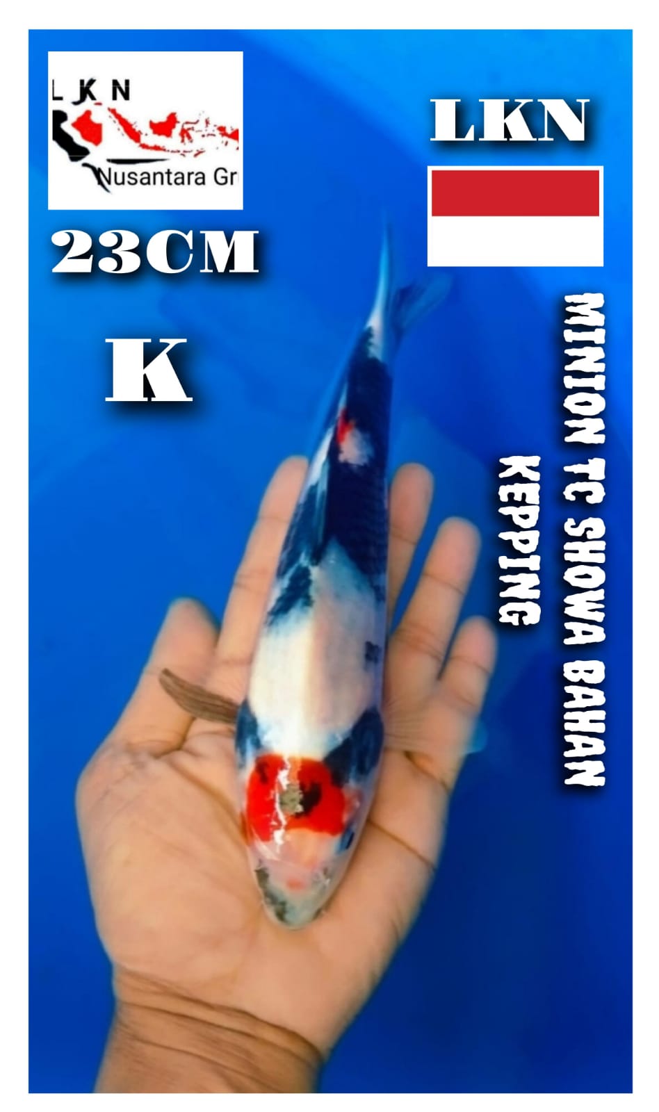 Lelang Koi Online, Jual Beli Ikan Koi, Pusat Jual Beli Koi, Info Lelang Koi Hari Ini, Platform Jual Beli Koi, Jual Beli Ikan Koi Online, Marketplace Ikan Koi, Jual Koi Terbaik, Tempat Beli Koi Berkualitas, Pasar Ikan Koi Online Terpercaya, Penjual Ikan Koi Terpercaya, Beli Koi Hias Online, Ikan Koi untuk Dijual, Koi Kualitas Terbaik, Toko Online Ikan Koi, Koi Hias Untuk Dijual, Jual Beli Ikan Koi Lokal, Koi Indonesia Online, Pusat Jual Beli Koi Terbesar