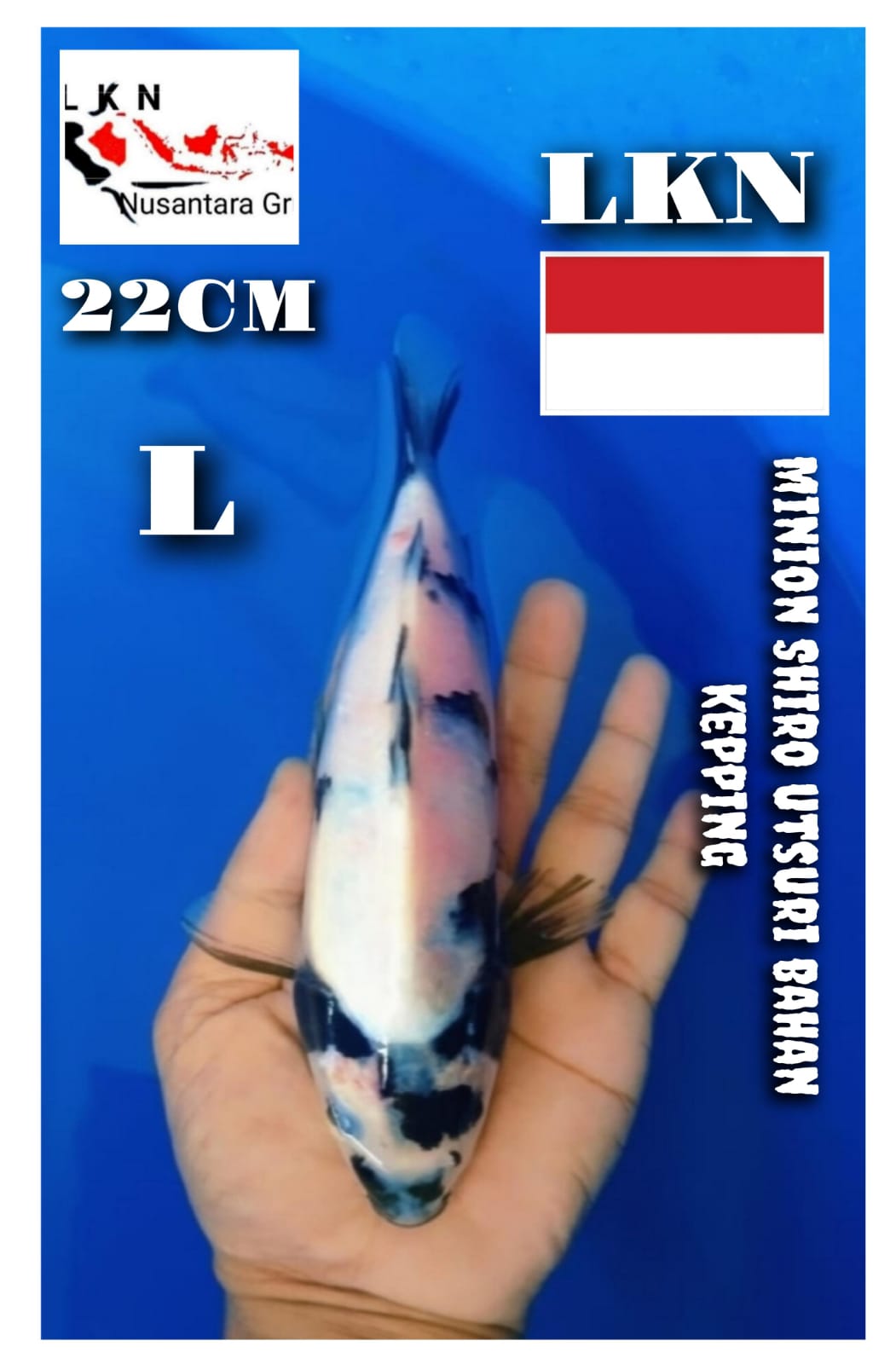 Lelang Koi Online, Jual Beli Ikan Koi, Pusat Jual Beli Koi, Info Lelang Koi Hari Ini, Platform Jual Beli Koi, Jual Beli Ikan Koi Online, Marketplace Ikan Koi, Jual Koi Terbaik, Tempat Beli Koi Berkualitas, Pasar Ikan Koi Online Terpercaya, Penjual Ikan Koi Terpercaya, Beli Koi Hias Online, Ikan Koi untuk Dijual, Koi Kualitas Terbaik, Toko Online Ikan Koi, Koi Hias Untuk Dijual, Jual Beli Ikan Koi Lokal, Koi Indonesia Online, Pusat Jual Beli Koi Terbesar