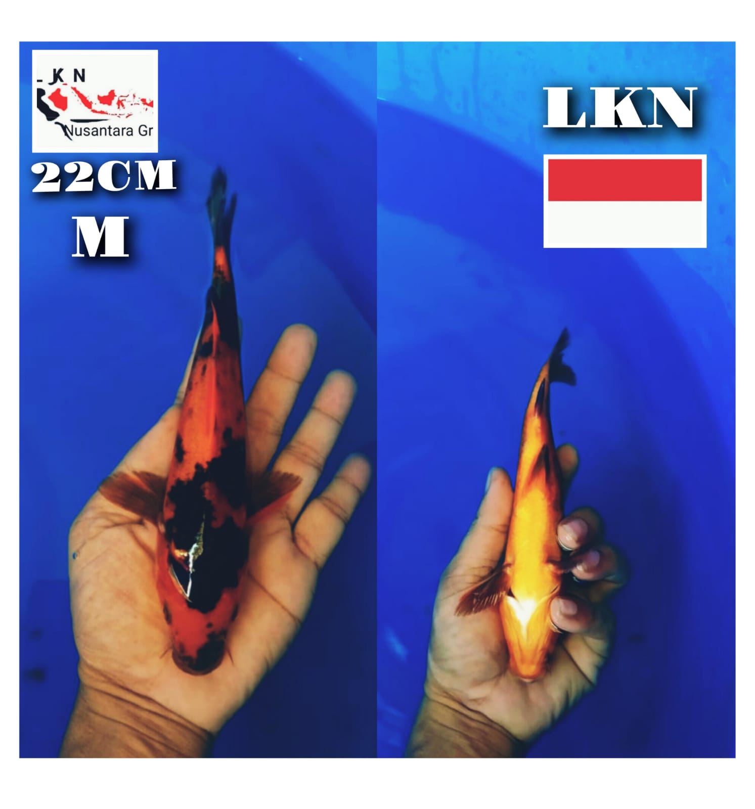 Lelang Koi Online, Jual Beli Ikan Koi, Pusat Jual Beli Koi, Info Lelang Koi Hari Ini, Platform Jual Beli Koi, Jual Beli Ikan Koi Online, Marketplace Ikan Koi, Jual Koi Terbaik, Tempat Beli Koi Berkualitas, Pasar Ikan Koi Online Terpercaya, Penjual Ikan Koi Terpercaya, Beli Koi Hias Online, Ikan Koi untuk Dijual, Koi Kualitas Terbaik, Toko Online Ikan Koi, Koi Hias Untuk Dijual, Jual Beli Ikan Koi Lokal, Koi Indonesia Online, Pusat Jual Beli Koi Terbesar