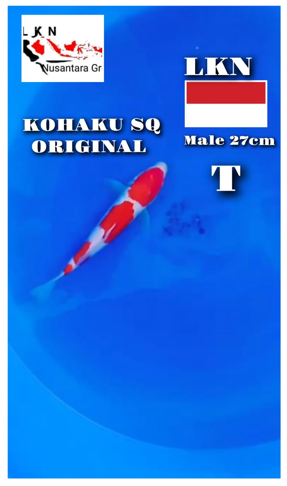 Lelang Koi Online, Jual Beli Ikan Koi, Pusat Jual Beli Koi, Info Lelang Koi Hari Ini, Platform Jual Beli Koi, Jual Beli Ikan Koi Online, Marketplace Ikan Koi, Jual Koi Terbaik, Tempat Beli Koi Berkualitas, Pasar Ikan Koi Online Terpercaya, Penjual Ikan Koi Terpercaya, Beli Koi Hias Online, Ikan Koi untuk Dijual, Koi Kualitas Terbaik, Toko Online Ikan Koi, Koi Hias Untuk Dijual, Jual Beli Ikan Koi Lokal, Koi Indonesia Online, Pusat Jual Beli Koi Terbesar