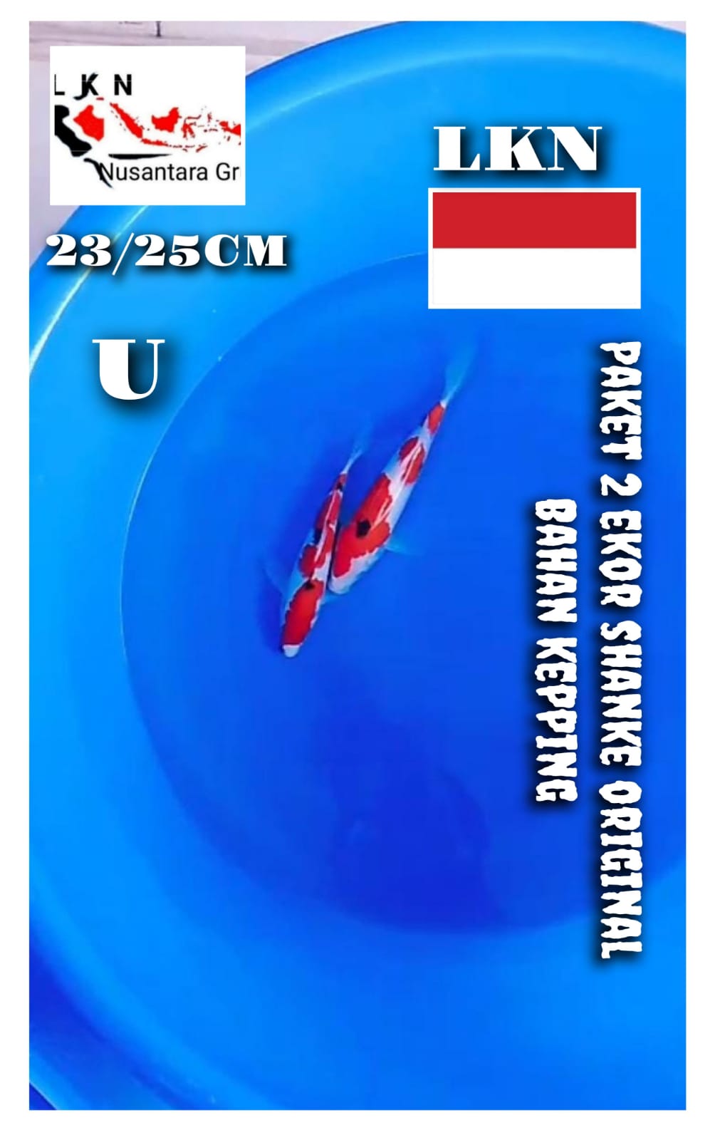 Lelang Koi Online, Jual Beli Ikan Koi, Pusat Jual Beli Koi, Info Lelang Koi Hari Ini, Platform Jual Beli Koi, Jual Beli Ikan Koi Online, Marketplace Ikan Koi, Jual Koi Terbaik, Tempat Beli Koi Berkualitas, Pasar Ikan Koi Online Terpercaya, Penjual Ikan Koi Terpercaya, Beli Koi Hias Online, Ikan Koi untuk Dijual, Koi Kualitas Terbaik, Toko Online Ikan Koi, Koi Hias Untuk Dijual, Jual Beli Ikan Koi Lokal, Koi Indonesia Online, Pusat Jual Beli Koi Terbesar