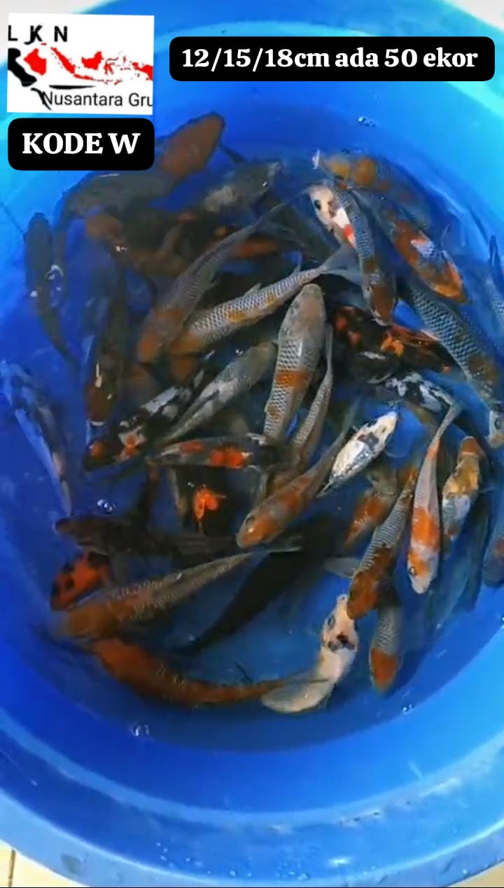 Lelang Koi Online, Jual Beli Ikan Koi, Pusat Jual Beli Koi, Info Lelang Koi Hari Ini, Platform Jual Beli Koi, Jual Beli Ikan Koi Online, Marketplace Ikan Koi, Jual Koi Terbaik, Tempat Beli Koi Berkualitas, Pasar Ikan Koi Online Terpercaya, Penjual Ikan Koi Terpercaya, Beli Koi Hias Online, Ikan Koi untuk Dijual, Koi Kualitas Terbaik, Toko Online Ikan Koi, Koi Hias Untuk Dijual, Jual Beli Ikan Koi Lokal, Koi Indonesia Online, Pusat Jual Beli Koi Terbesar