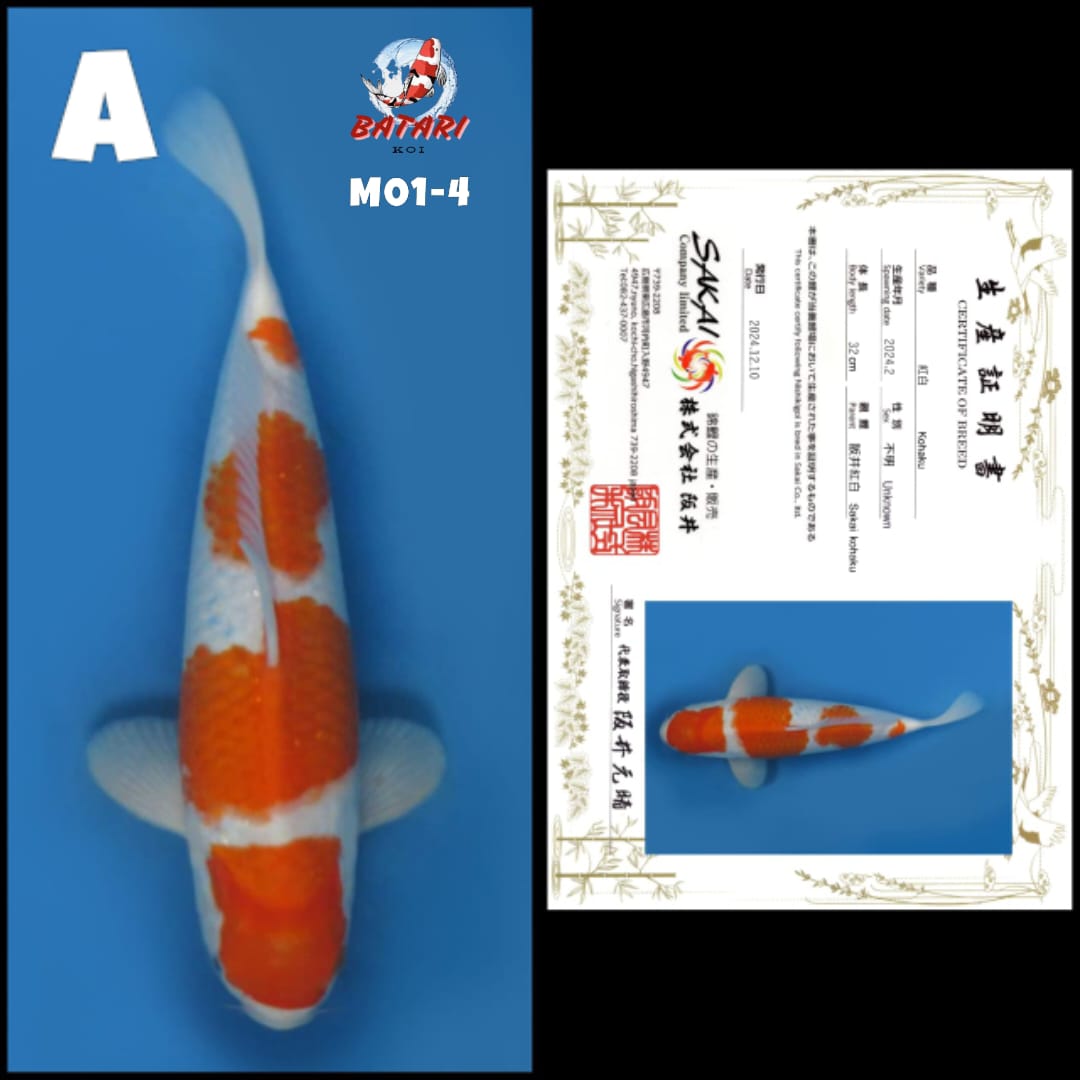 Lelang Koi Online, Jual Beli Ikan Koi, Pusat Jual Beli Koi, Info Lelang Koi Hari Ini, Platform Jual Beli Koi, Jual Beli Ikan Koi Online, Marketplace Ikan Koi, Jual Koi Terbaik, Tempat Beli Koi Berkualitas, Pasar Ikan Koi Online Terpercaya, Penjual Ikan Koi Terpercaya, Beli Koi Hias Online, Ikan Koi untuk Dijual, Koi Kualitas Terbaik, Toko Online Ikan Koi, Koi Hias Untuk Dijual, Jual Beli Ikan Koi Lokal, Koi Indonesia Online, Pusat Jual Beli Koi Terbesar