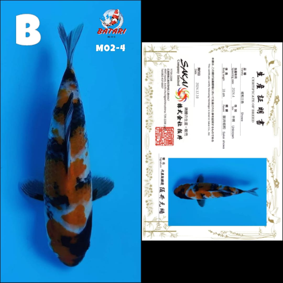 Lelang Koi Online, Jual Beli Ikan Koi, Pusat Jual Beli Koi, Info Lelang Koi Hari Ini, Platform Jual Beli Koi, Jual Beli Ikan Koi Online, Marketplace Ikan Koi, Jual Koi Terbaik, Tempat Beli Koi Berkualitas, Pasar Ikan Koi Online Terpercaya, Penjual Ikan Koi Terpercaya, Beli Koi Hias Online, Ikan Koi untuk Dijual, Koi Kualitas Terbaik, Toko Online Ikan Koi, Koi Hias Untuk Dijual, Jual Beli Ikan Koi Lokal, Koi Indonesia Online, Pusat Jual Beli Koi Terbesar