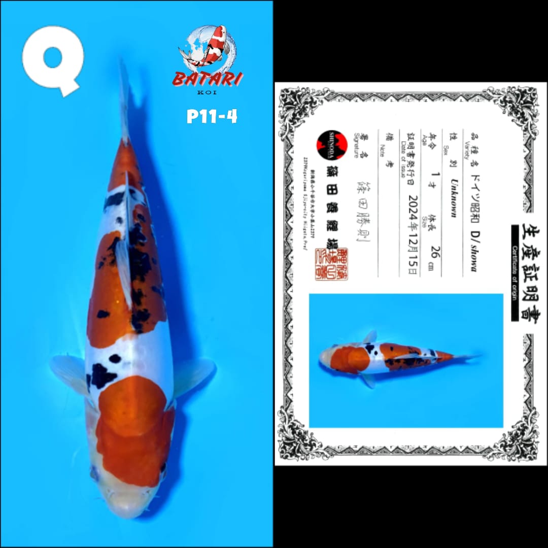 Lelang Koi Online, Jual Beli Ikan Koi, Pusat Jual Beli Koi, Info Lelang Koi Hari Ini, Platform Jual Beli Koi, Jual Beli Ikan Koi Online, Marketplace Ikan Koi, Jual Koi Terbaik, Tempat Beli Koi Berkualitas, Pasar Ikan Koi Online Terpercaya, Penjual Ikan Koi Terpercaya, Beli Koi Hias Online, Ikan Koi untuk Dijual, Koi Kualitas Terbaik, Toko Online Ikan Koi, Koi Hias Untuk Dijual, Jual Beli Ikan Koi Lokal, Koi Indonesia Online, Pusat Jual Beli Koi Terbesar