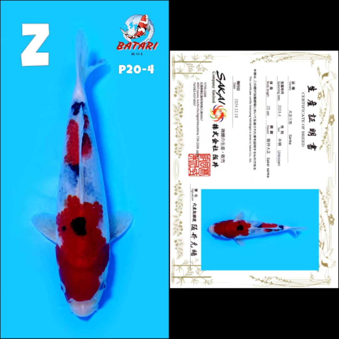 Lelang Koi Online, Jual Beli Ikan Koi, Pusat Jual Beli Koi, Info Lelang Koi Hari Ini, Platform Jual Beli Koi, Jual Beli Ikan Koi Online, Marketplace Ikan Koi, Jual Koi Terbaik, Tempat Beli Koi Berkualitas, Pasar Ikan Koi Online Terpercaya, Penjual Ikan Koi Terpercaya, Beli Koi Hias Online, Ikan Koi untuk Dijual, Koi Kualitas Terbaik, Toko Online Ikan Koi, Koi Hias Untuk Dijual, Jual Beli Ikan Koi Lokal, Koi Indonesia Online, Pusat Jual Beli Koi Terbesar
