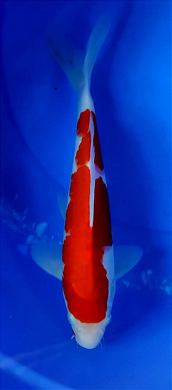 Lelang Koi Online, Jual Beli Ikan Koi, Pusat Jual Beli Koi, Info Lelang Koi Hari Ini, Platform Jual Beli Koi, Jual Beli Ikan Koi Online, Marketplace Ikan Koi, Jual Koi Terbaik, Tempat Beli Koi Berkualitas, Pasar Ikan Koi Online Terpercaya, Penjual Ikan Koi Terpercaya, Beli Koi Hias Online, Ikan Koi untuk Dijual, Koi Kualitas Terbaik, Toko Online Ikan Koi, Koi Hias Untuk Dijual, Jual Beli Ikan Koi Lokal, Koi Indonesia Online, Pusat Jual Beli Koi Terbesar