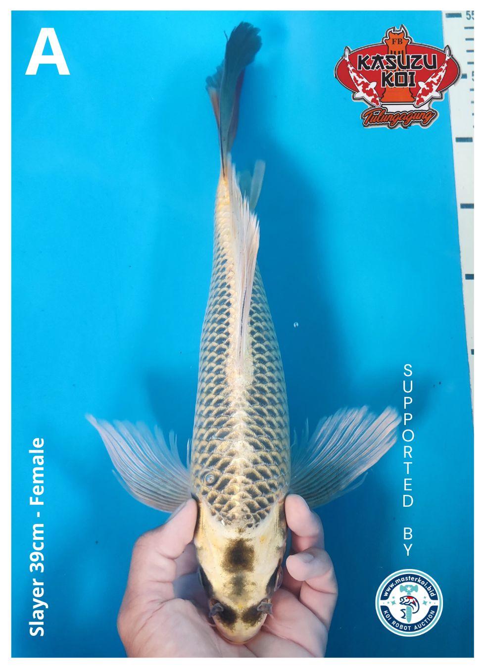 Lelang Koi Online, Jual Beli Ikan Koi, Pusat Jual Beli Koi, Info Lelang Koi Hari Ini, Platform Jual Beli Koi, Jual Beli Ikan Koi Online, Marketplace Ikan Koi, Jual Koi Terbaik, Tempat Beli Koi Berkualitas, Pasar Ikan Koi Online Terpercaya, Penjual Ikan Koi Terpercaya, Beli Koi Hias Online, Ikan Koi untuk Dijual, Koi Kualitas Terbaik, Toko Online Ikan Koi, Koi Hias Untuk Dijual, Jual Beli Ikan Koi Lokal, Koi Indonesia Online, Pusat Jual Beli Koi Terbesar
