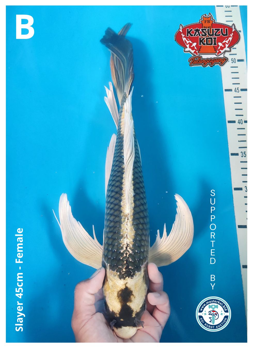Lelang Koi Online, Jual Beli Ikan Koi, Pusat Jual Beli Koi, Info Lelang Koi Hari Ini, Platform Jual Beli Koi, Jual Beli Ikan Koi Online, Marketplace Ikan Koi, Jual Koi Terbaik, Tempat Beli Koi Berkualitas, Pasar Ikan Koi Online Terpercaya, Penjual Ikan Koi Terpercaya, Beli Koi Hias Online, Ikan Koi untuk Dijual, Koi Kualitas Terbaik, Toko Online Ikan Koi, Koi Hias Untuk Dijual, Jual Beli Ikan Koi Lokal, Koi Indonesia Online, Pusat Jual Beli Koi Terbesar