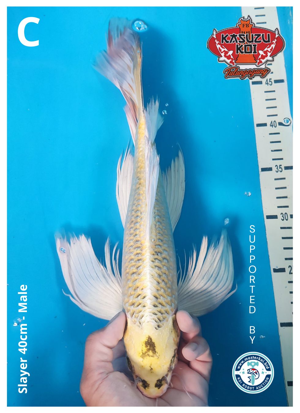Lelang Koi Online, Jual Beli Ikan Koi, Pusat Jual Beli Koi, Info Lelang Koi Hari Ini, Platform Jual Beli Koi, Jual Beli Ikan Koi Online, Marketplace Ikan Koi, Jual Koi Terbaik, Tempat Beli Koi Berkualitas, Pasar Ikan Koi Online Terpercaya, Penjual Ikan Koi Terpercaya, Beli Koi Hias Online, Ikan Koi untuk Dijual, Koi Kualitas Terbaik, Toko Online Ikan Koi, Koi Hias Untuk Dijual, Jual Beli Ikan Koi Lokal, Koi Indonesia Online, Pusat Jual Beli Koi Terbesar