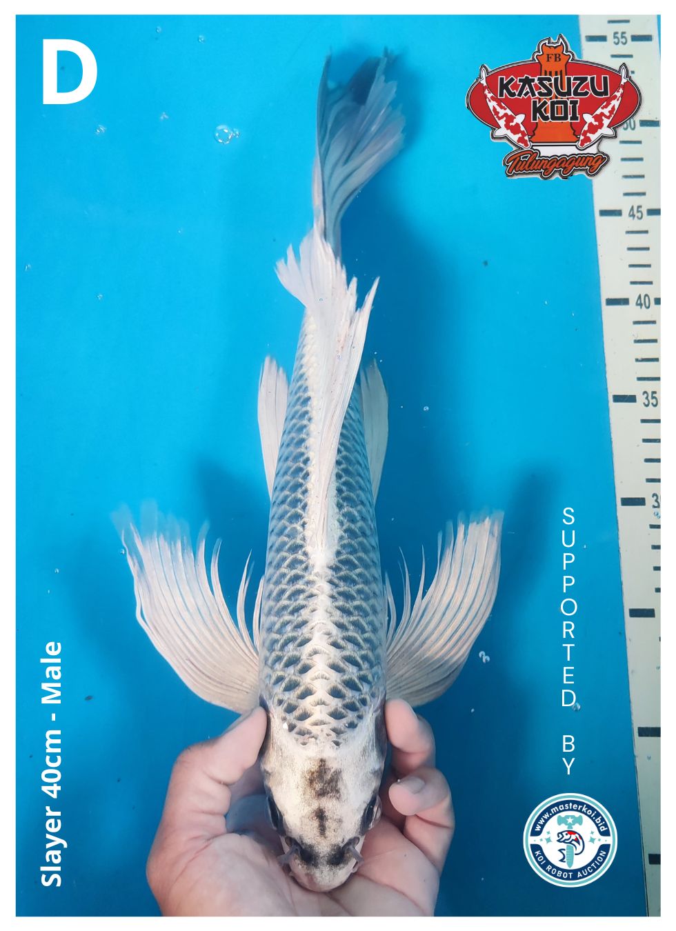 Lelang Koi Online, Jual Beli Ikan Koi, Pusat Jual Beli Koi, Info Lelang Koi Hari Ini, Platform Jual Beli Koi, Jual Beli Ikan Koi Online, Marketplace Ikan Koi, Jual Koi Terbaik, Tempat Beli Koi Berkualitas, Pasar Ikan Koi Online Terpercaya, Penjual Ikan Koi Terpercaya, Beli Koi Hias Online, Ikan Koi untuk Dijual, Koi Kualitas Terbaik, Toko Online Ikan Koi, Koi Hias Untuk Dijual, Jual Beli Ikan Koi Lokal, Koi Indonesia Online, Pusat Jual Beli Koi Terbesar