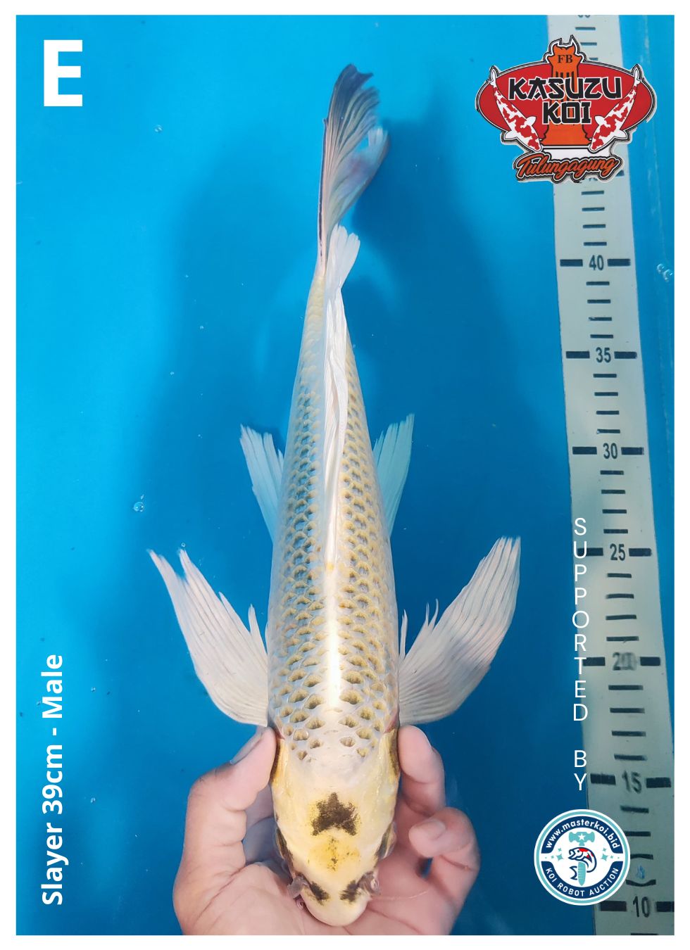 Lelang Koi Online, Jual Beli Ikan Koi, Pusat Jual Beli Koi, Info Lelang Koi Hari Ini, Platform Jual Beli Koi, Jual Beli Ikan Koi Online, Marketplace Ikan Koi, Jual Koi Terbaik, Tempat Beli Koi Berkualitas, Pasar Ikan Koi Online Terpercaya, Penjual Ikan Koi Terpercaya, Beli Koi Hias Online, Ikan Koi untuk Dijual, Koi Kualitas Terbaik, Toko Online Ikan Koi, Koi Hias Untuk Dijual, Jual Beli Ikan Koi Lokal, Koi Indonesia Online, Pusat Jual Beli Koi Terbesar