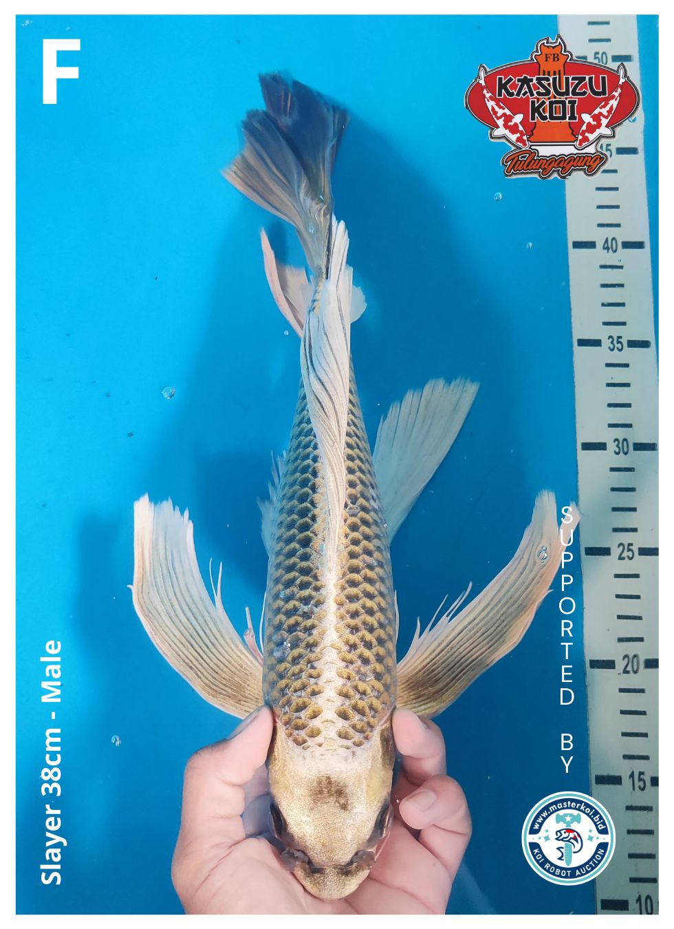 Lelang Koi Online, Jual Beli Ikan Koi, Pusat Jual Beli Koi, Info Lelang Koi Hari Ini, Platform Jual Beli Koi, Jual Beli Ikan Koi Online, Marketplace Ikan Koi, Jual Koi Terbaik, Tempat Beli Koi Berkualitas, Pasar Ikan Koi Online Terpercaya, Penjual Ikan Koi Terpercaya, Beli Koi Hias Online, Ikan Koi untuk Dijual, Koi Kualitas Terbaik, Toko Online Ikan Koi, Koi Hias Untuk Dijual, Jual Beli Ikan Koi Lokal, Koi Indonesia Online, Pusat Jual Beli Koi Terbesar