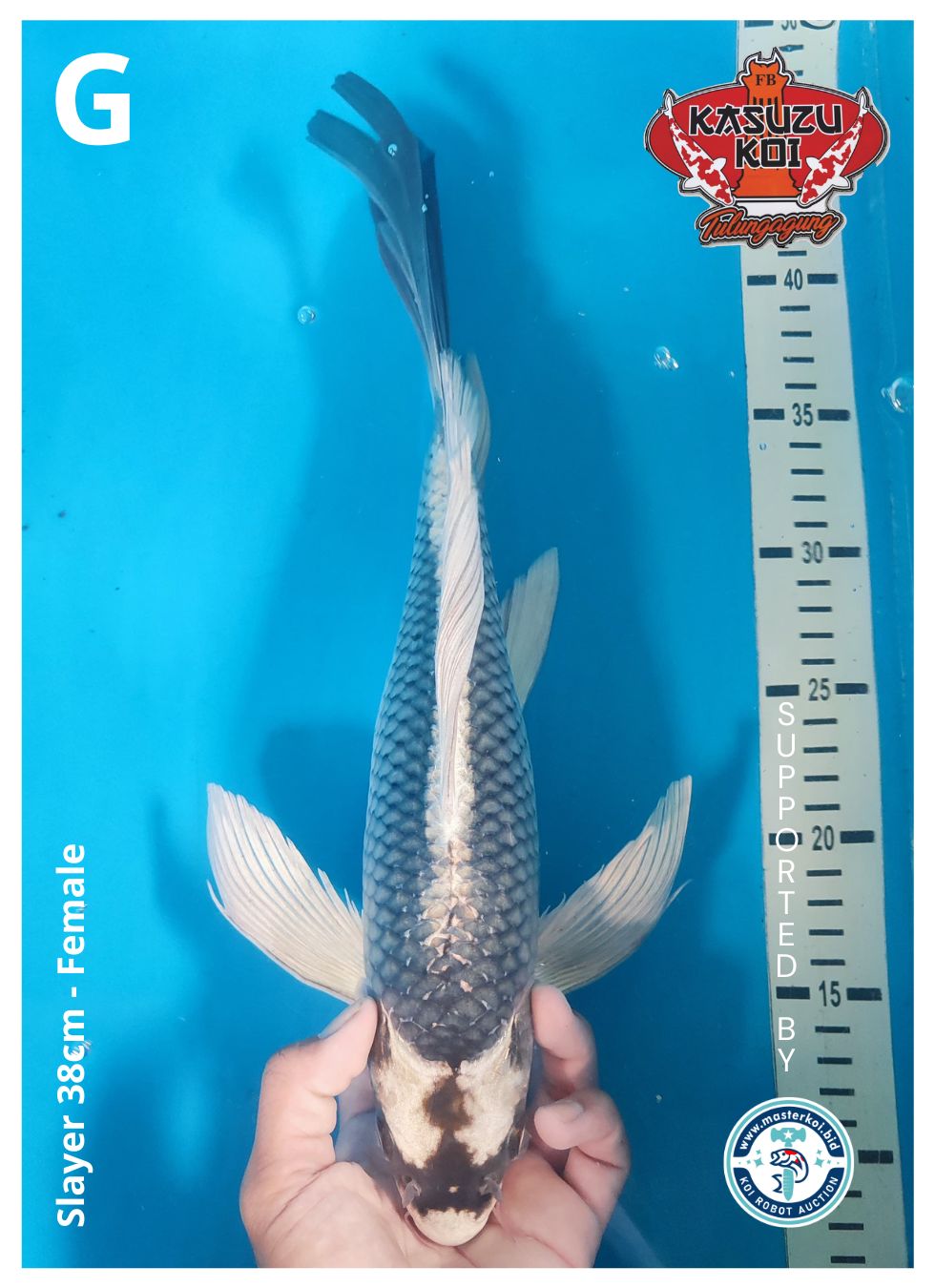 Lelang Koi Online, Jual Beli Ikan Koi, Pusat Jual Beli Koi, Info Lelang Koi Hari Ini, Platform Jual Beli Koi, Jual Beli Ikan Koi Online, Marketplace Ikan Koi, Jual Koi Terbaik, Tempat Beli Koi Berkualitas, Pasar Ikan Koi Online Terpercaya, Penjual Ikan Koi Terpercaya, Beli Koi Hias Online, Ikan Koi untuk Dijual, Koi Kualitas Terbaik, Toko Online Ikan Koi, Koi Hias Untuk Dijual, Jual Beli Ikan Koi Lokal, Koi Indonesia Online, Pusat Jual Beli Koi Terbesar