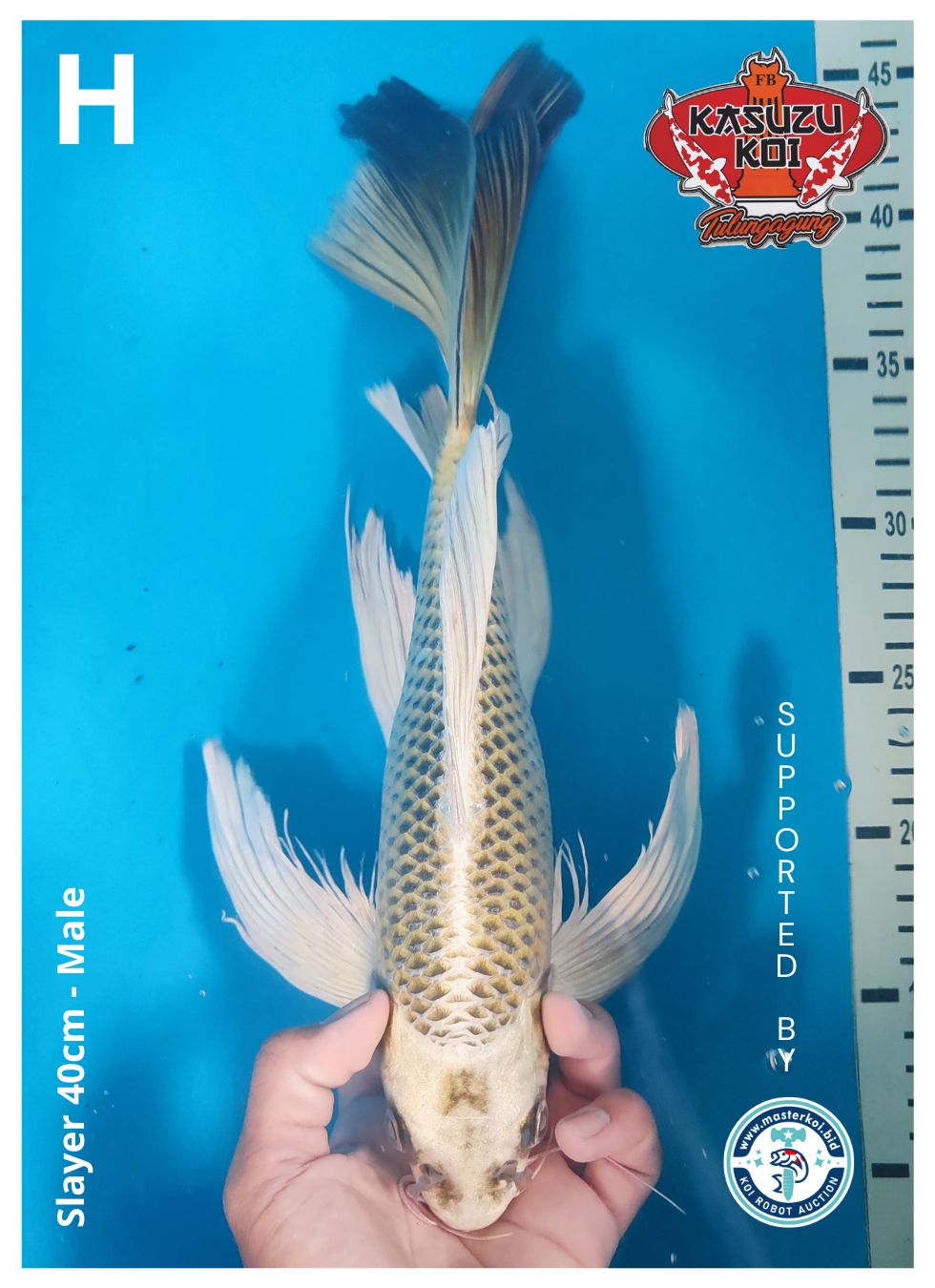 Lelang Koi Online, Jual Beli Ikan Koi, Pusat Jual Beli Koi, Info Lelang Koi Hari Ini, Platform Jual Beli Koi, Jual Beli Ikan Koi Online, Marketplace Ikan Koi, Jual Koi Terbaik, Tempat Beli Koi Berkualitas, Pasar Ikan Koi Online Terpercaya, Penjual Ikan Koi Terpercaya, Beli Koi Hias Online, Ikan Koi untuk Dijual, Koi Kualitas Terbaik, Toko Online Ikan Koi, Koi Hias Untuk Dijual, Jual Beli Ikan Koi Lokal, Koi Indonesia Online, Pusat Jual Beli Koi Terbesar