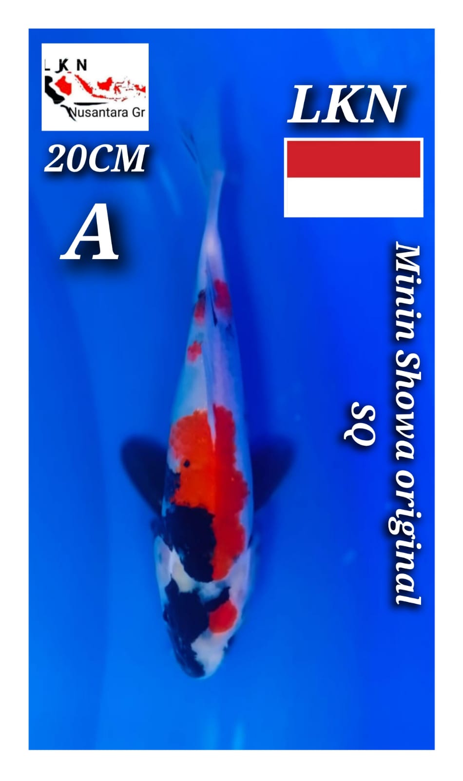Lelang Koi Online, Jual Beli Ikan Koi, Pusat Jual Beli Koi, Info Lelang Koi Hari Ini, Platform Jual Beli Koi, Jual Beli Ikan Koi Online, Marketplace Ikan Koi, Jual Koi Terbaik, Tempat Beli Koi Berkualitas, Pasar Ikan Koi Online Terpercaya, Penjual Ikan Koi Terpercaya, Beli Koi Hias Online, Ikan Koi untuk Dijual, Koi Kualitas Terbaik, Toko Online Ikan Koi, Koi Hias Untuk Dijual, Jual Beli Ikan Koi Lokal, Koi Indonesia Online, Pusat Jual Beli Koi Terbesar