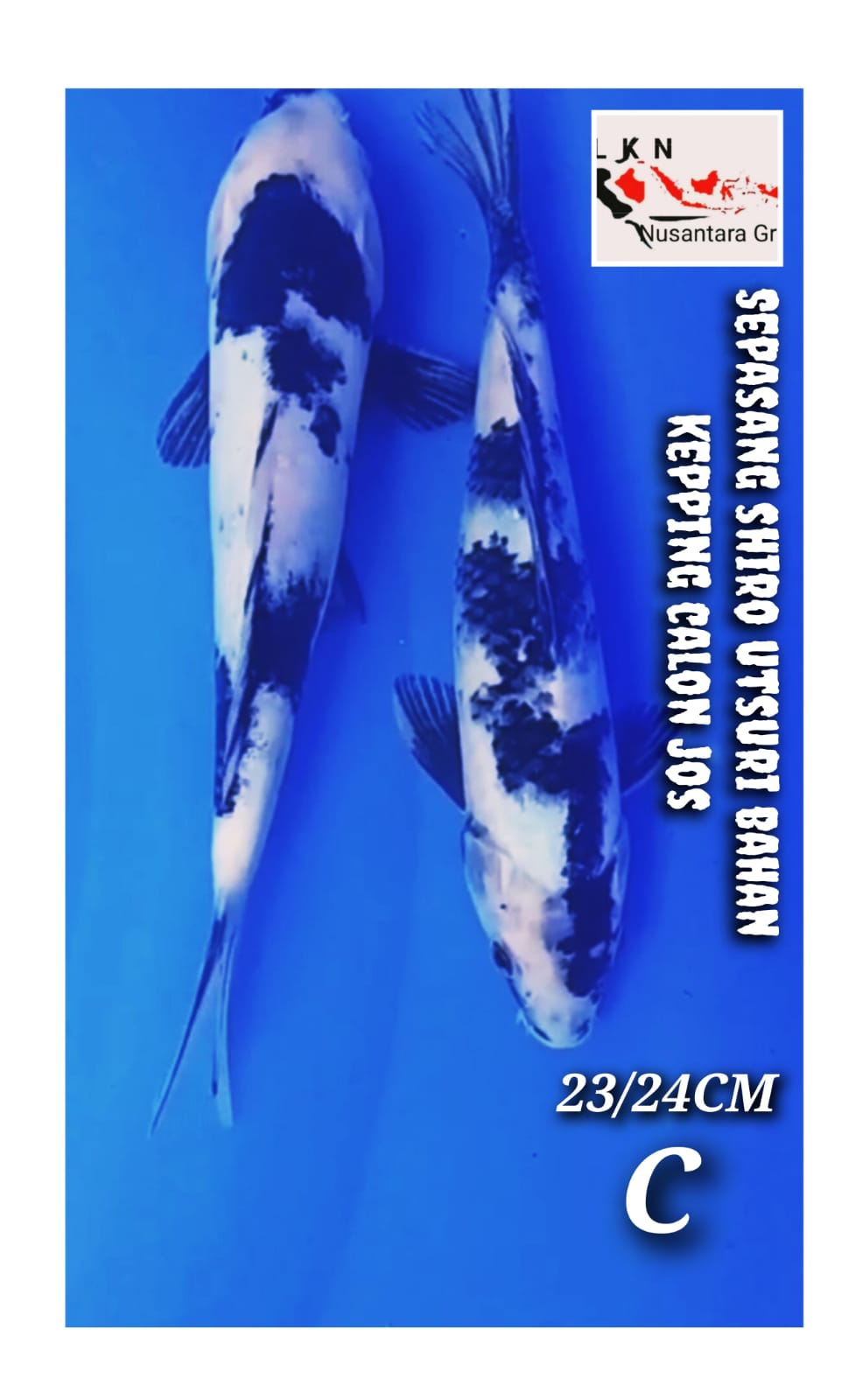 Lelang Koi Online, Jual Beli Ikan Koi, Pusat Jual Beli Koi, Info Lelang Koi Hari Ini, Platform Jual Beli Koi, Jual Beli Ikan Koi Online, Marketplace Ikan Koi, Jual Koi Terbaik, Tempat Beli Koi Berkualitas, Pasar Ikan Koi Online Terpercaya, Penjual Ikan Koi Terpercaya, Beli Koi Hias Online, Ikan Koi untuk Dijual, Koi Kualitas Terbaik, Toko Online Ikan Koi, Koi Hias Untuk Dijual, Jual Beli Ikan Koi Lokal, Koi Indonesia Online, Pusat Jual Beli Koi Terbesar
