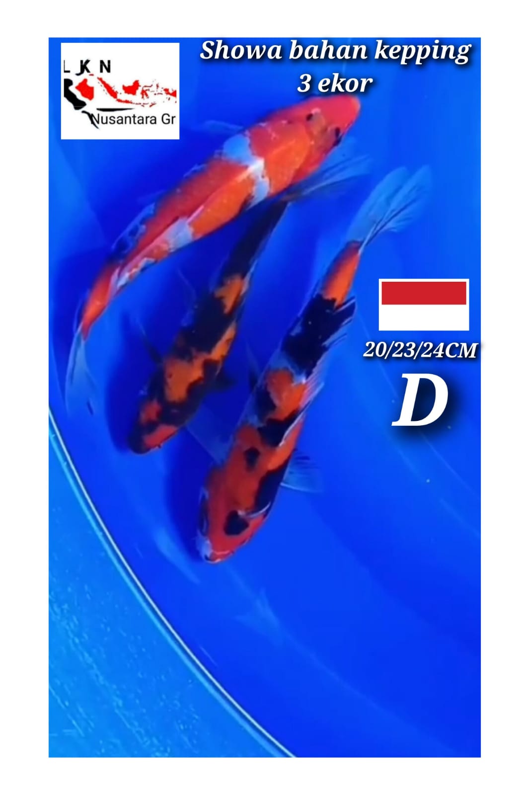 Lelang Koi Online, Jual Beli Ikan Koi, Pusat Jual Beli Koi, Info Lelang Koi Hari Ini, Platform Jual Beli Koi, Jual Beli Ikan Koi Online, Marketplace Ikan Koi, Jual Koi Terbaik, Tempat Beli Koi Berkualitas, Pasar Ikan Koi Online Terpercaya, Penjual Ikan Koi Terpercaya, Beli Koi Hias Online, Ikan Koi untuk Dijual, Koi Kualitas Terbaik, Toko Online Ikan Koi, Koi Hias Untuk Dijual, Jual Beli Ikan Koi Lokal, Koi Indonesia Online, Pusat Jual Beli Koi Terbesar