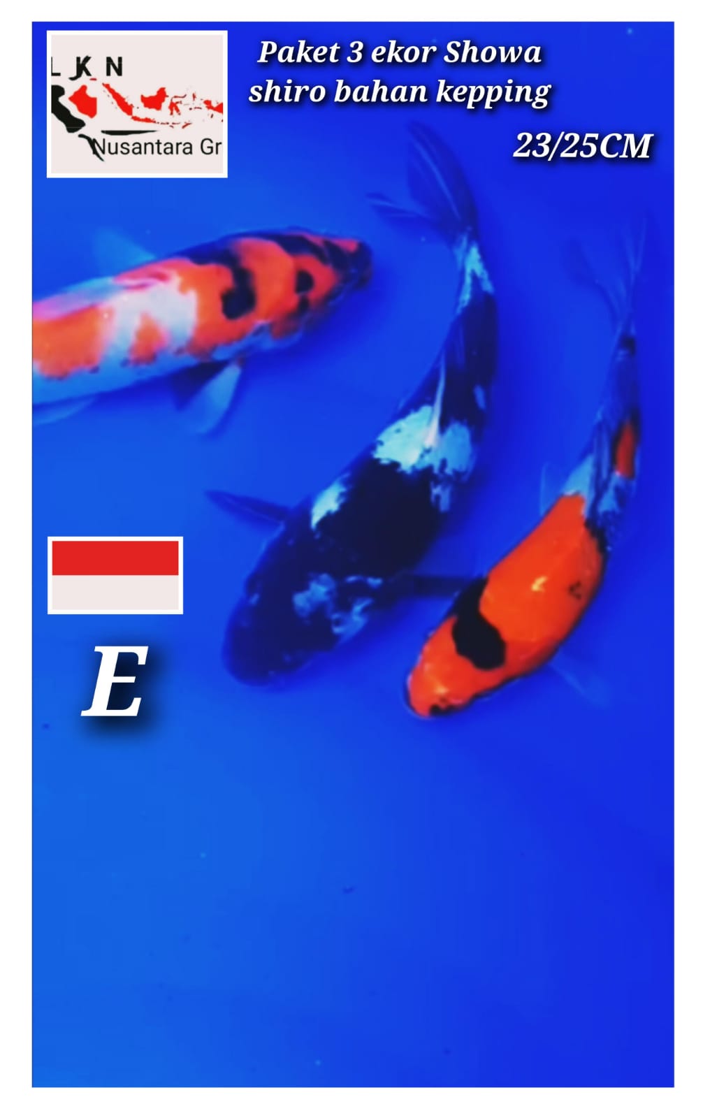 Lelang Koi Online, Jual Beli Ikan Koi, Pusat Jual Beli Koi, Info Lelang Koi Hari Ini, Platform Jual Beli Koi, Jual Beli Ikan Koi Online, Marketplace Ikan Koi, Jual Koi Terbaik, Tempat Beli Koi Berkualitas, Pasar Ikan Koi Online Terpercaya, Penjual Ikan Koi Terpercaya, Beli Koi Hias Online, Ikan Koi untuk Dijual, Koi Kualitas Terbaik, Toko Online Ikan Koi, Koi Hias Untuk Dijual, Jual Beli Ikan Koi Lokal, Koi Indonesia Online, Pusat Jual Beli Koi Terbesar