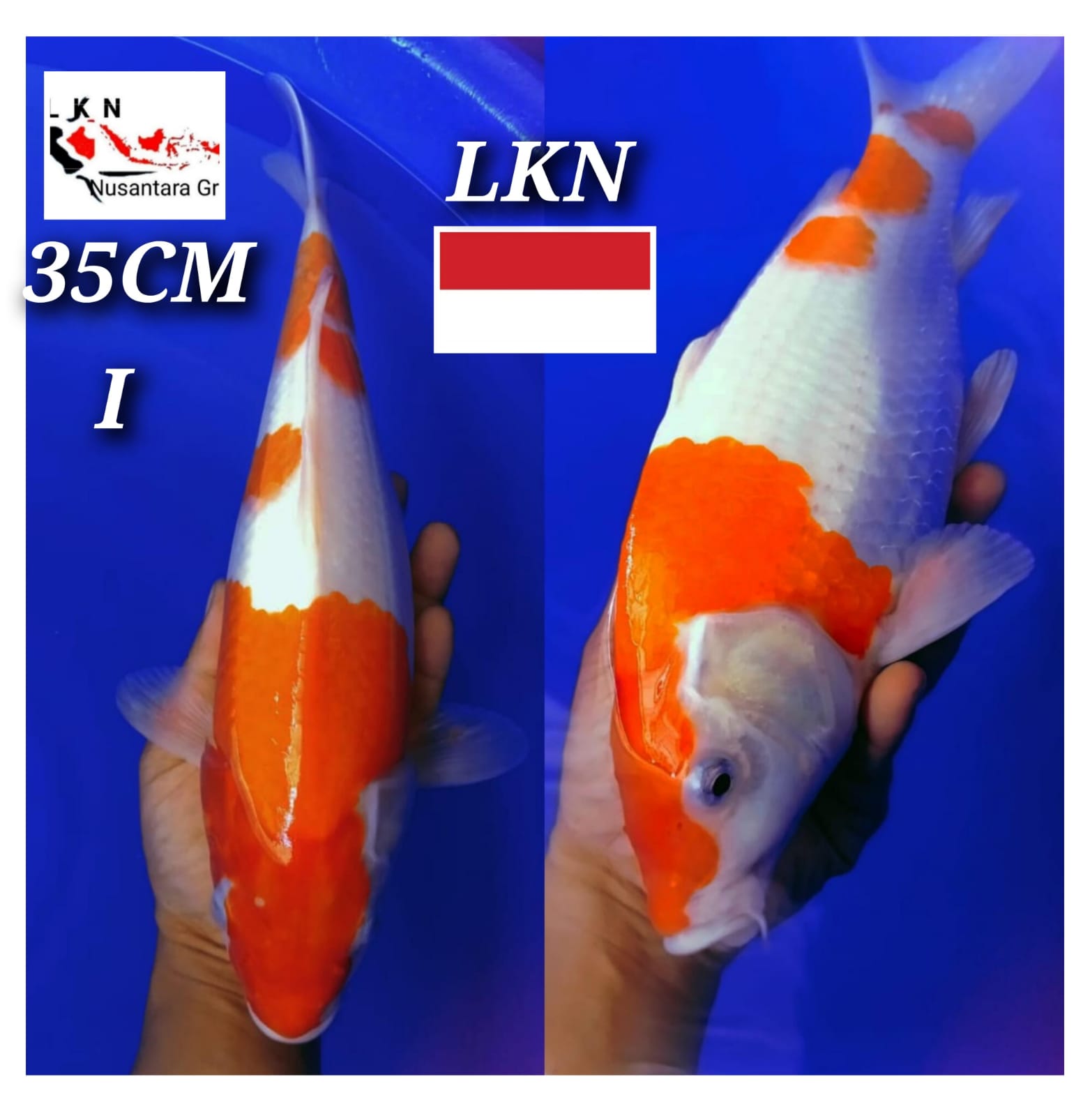 Lelang Koi Online, Jual Beli Ikan Koi, Pusat Jual Beli Koi, Info Lelang Koi Hari Ini, Platform Jual Beli Koi, Jual Beli Ikan Koi Online, Marketplace Ikan Koi, Jual Koi Terbaik, Tempat Beli Koi Berkualitas, Pasar Ikan Koi Online Terpercaya, Penjual Ikan Koi Terpercaya, Beli Koi Hias Online, Ikan Koi untuk Dijual, Koi Kualitas Terbaik, Toko Online Ikan Koi, Koi Hias Untuk Dijual, Jual Beli Ikan Koi Lokal, Koi Indonesia Online, Pusat Jual Beli Koi Terbesar