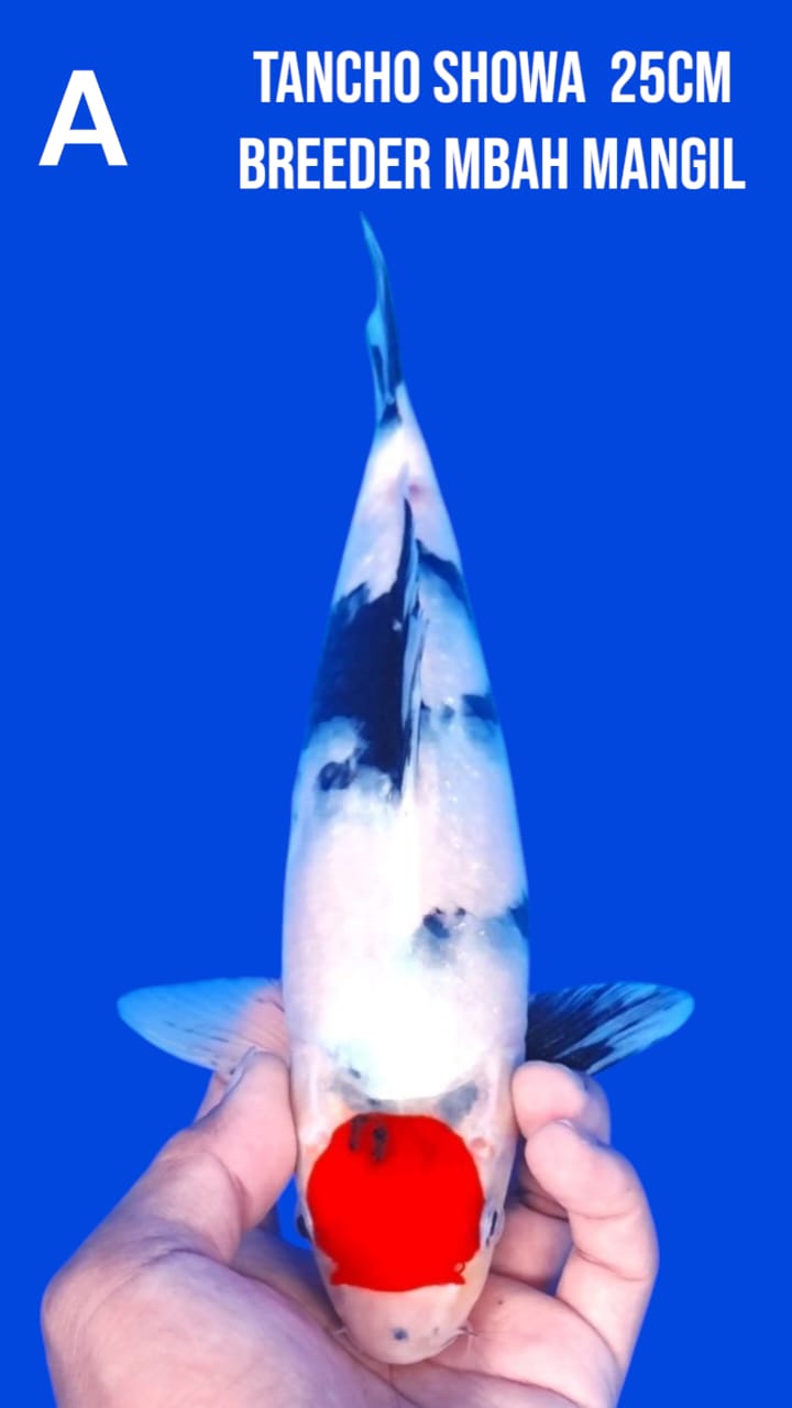 Lelang Koi Online, Jual Beli Ikan Koi, Pusat Jual Beli Koi, Info Lelang Koi Hari Ini, Platform Jual Beli Koi, Jual Beli Ikan Koi Online, Marketplace Ikan Koi, Jual Koi Terbaik, Tempat Beli Koi Berkualitas, Pasar Ikan Koi Online Terpercaya, Penjual Ikan Koi Terpercaya, Beli Koi Hias Online, Ikan Koi untuk Dijual, Koi Kualitas Terbaik, Toko Online Ikan Koi, Koi Hias Untuk Dijual, Jual Beli Ikan Koi Lokal, Koi Indonesia Online, Pusat Jual Beli Koi Terbesar