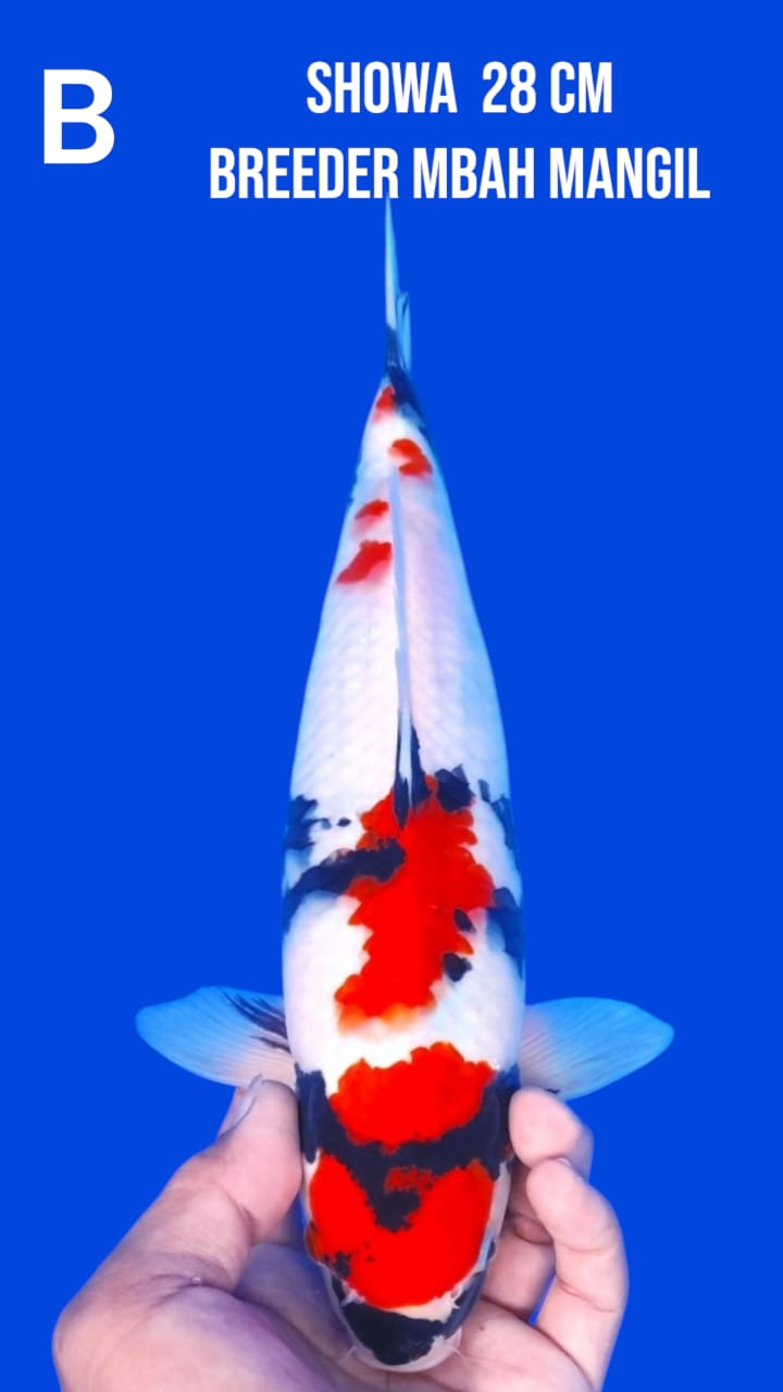Lelang Koi Online, Jual Beli Ikan Koi, Pusat Jual Beli Koi, Info Lelang Koi Hari Ini, Platform Jual Beli Koi, Jual Beli Ikan Koi Online, Marketplace Ikan Koi, Jual Koi Terbaik, Tempat Beli Koi Berkualitas, Pasar Ikan Koi Online Terpercaya, Penjual Ikan Koi Terpercaya, Beli Koi Hias Online, Ikan Koi untuk Dijual, Koi Kualitas Terbaik, Toko Online Ikan Koi, Koi Hias Untuk Dijual, Jual Beli Ikan Koi Lokal, Koi Indonesia Online, Pusat Jual Beli Koi Terbesar