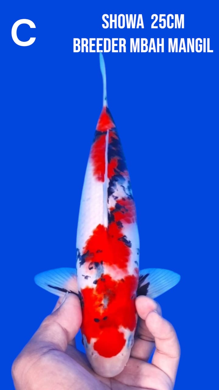 Lelang Koi Online, Jual Beli Ikan Koi, Pusat Jual Beli Koi, Info Lelang Koi Hari Ini, Platform Jual Beli Koi, Jual Beli Ikan Koi Online, Marketplace Ikan Koi, Jual Koi Terbaik, Tempat Beli Koi Berkualitas, Pasar Ikan Koi Online Terpercaya, Penjual Ikan Koi Terpercaya, Beli Koi Hias Online, Ikan Koi untuk Dijual, Koi Kualitas Terbaik, Toko Online Ikan Koi, Koi Hias Untuk Dijual, Jual Beli Ikan Koi Lokal, Koi Indonesia Online, Pusat Jual Beli Koi Terbesar