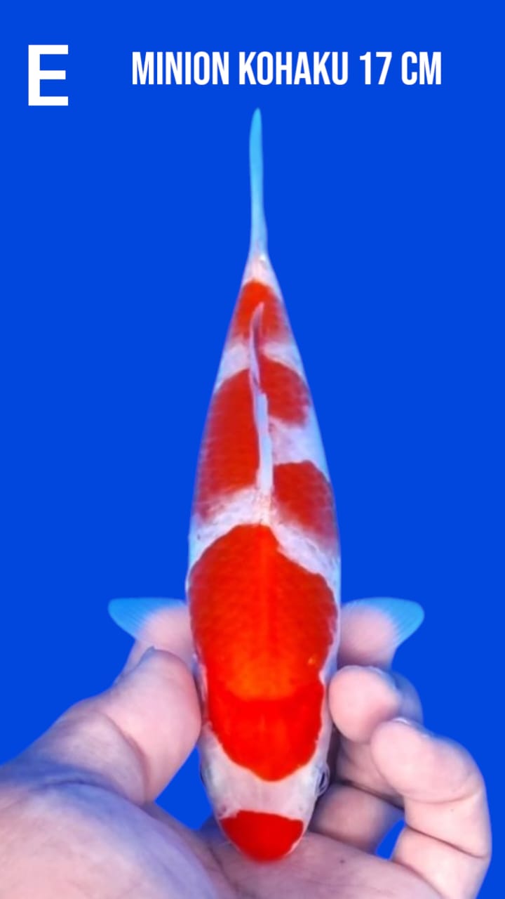 Lelang Koi Online, Jual Beli Ikan Koi, Pusat Jual Beli Koi, Info Lelang Koi Hari Ini, Platform Jual Beli Koi, Jual Beli Ikan Koi Online, Marketplace Ikan Koi, Jual Koi Terbaik, Tempat Beli Koi Berkualitas, Pasar Ikan Koi Online Terpercaya, Penjual Ikan Koi Terpercaya, Beli Koi Hias Online, Ikan Koi untuk Dijual, Koi Kualitas Terbaik, Toko Online Ikan Koi, Koi Hias Untuk Dijual, Jual Beli Ikan Koi Lokal, Koi Indonesia Online, Pusat Jual Beli Koi Terbesar