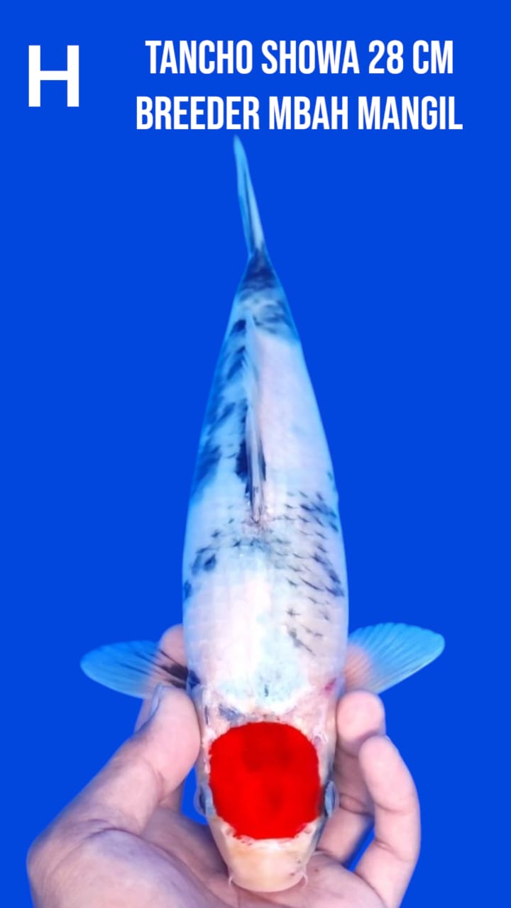 Lelang Koi Online, Jual Beli Ikan Koi, Pusat Jual Beli Koi, Info Lelang Koi Hari Ini, Platform Jual Beli Koi, Jual Beli Ikan Koi Online, Marketplace Ikan Koi, Jual Koi Terbaik, Tempat Beli Koi Berkualitas, Pasar Ikan Koi Online Terpercaya, Penjual Ikan Koi Terpercaya, Beli Koi Hias Online, Ikan Koi untuk Dijual, Koi Kualitas Terbaik, Toko Online Ikan Koi, Koi Hias Untuk Dijual, Jual Beli Ikan Koi Lokal, Koi Indonesia Online, Pusat Jual Beli Koi Terbesar