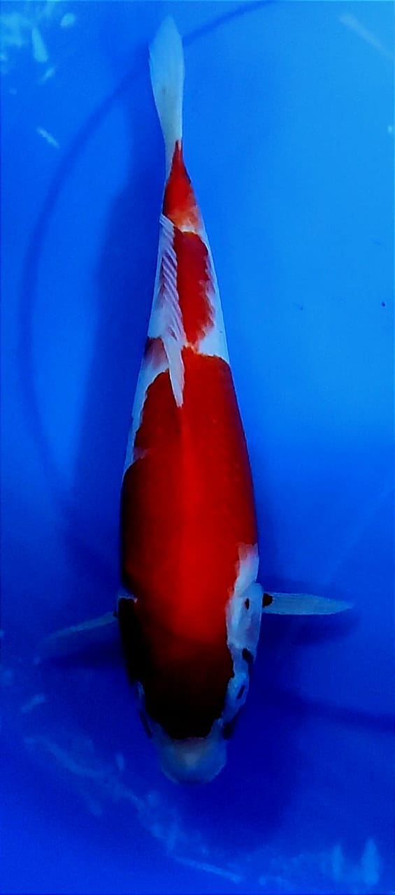 Lelang Koi Online, Jual Beli Ikan Koi, Pusat Jual Beli Koi, Info Lelang Koi Hari Ini, Platform Jual Beli Koi, Jual Beli Ikan Koi Online, Marketplace Ikan Koi, Jual Koi Terbaik, Tempat Beli Koi Berkualitas, Pasar Ikan Koi Online Terpercaya, Penjual Ikan Koi Terpercaya, Beli Koi Hias Online, Ikan Koi untuk Dijual, Koi Kualitas Terbaik, Toko Online Ikan Koi, Koi Hias Untuk Dijual, Jual Beli Ikan Koi Lokal, Koi Indonesia Online, Pusat Jual Beli Koi Terbesar