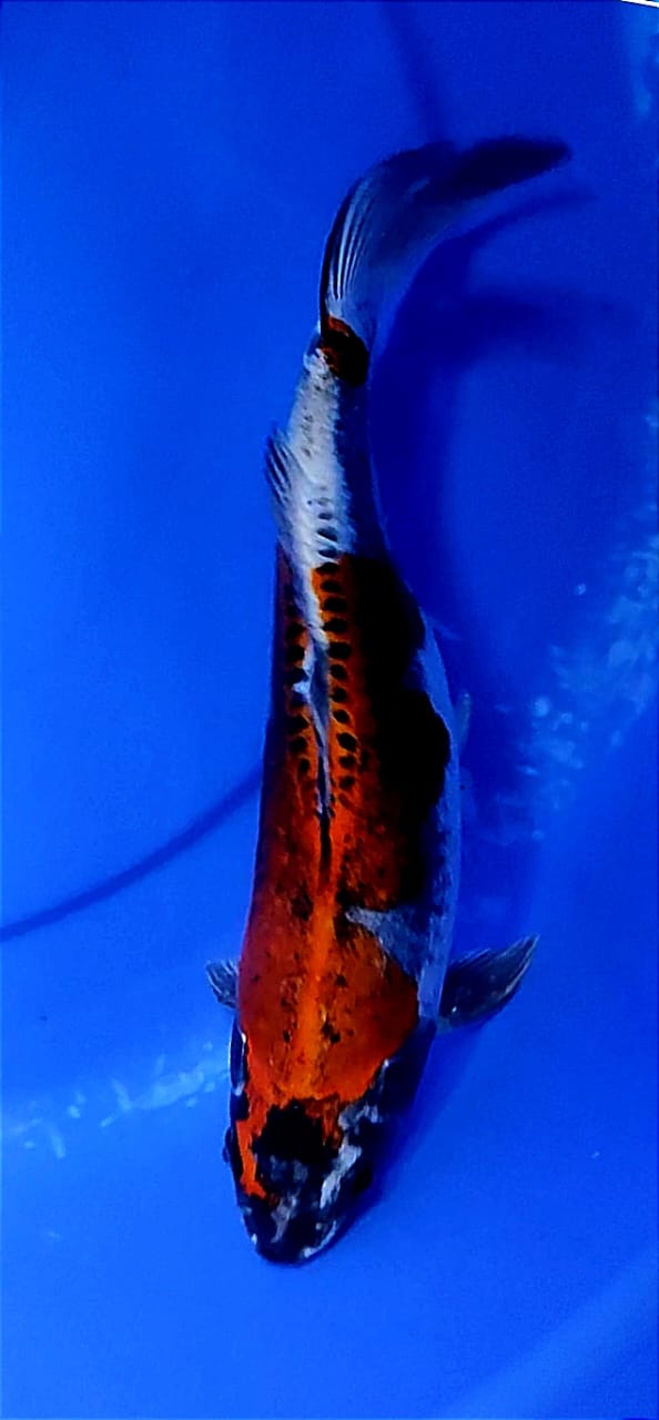 Lelang Koi Online, Jual Beli Ikan Koi, Pusat Jual Beli Koi, Info Lelang Koi Hari Ini, Platform Jual Beli Koi, Jual Beli Ikan Koi Online, Marketplace Ikan Koi, Jual Koi Terbaik, Tempat Beli Koi Berkualitas, Pasar Ikan Koi Online Terpercaya, Penjual Ikan Koi Terpercaya, Beli Koi Hias Online, Ikan Koi untuk Dijual, Koi Kualitas Terbaik, Toko Online Ikan Koi, Koi Hias Untuk Dijual, Jual Beli Ikan Koi Lokal, Koi Indonesia Online, Pusat Jual Beli Koi Terbesar