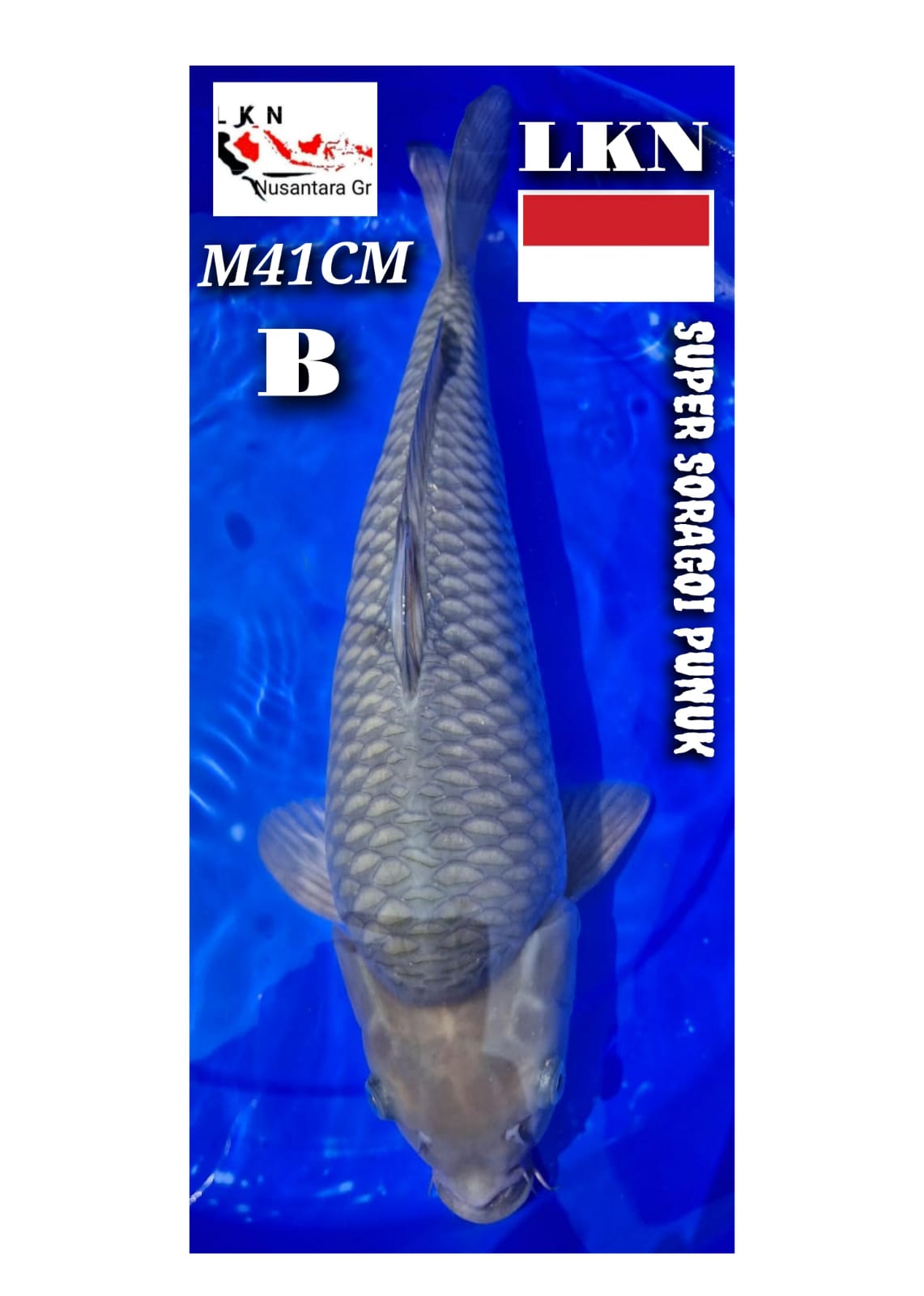 Lelang Koi Online, Jual Beli Ikan Koi, Pusat Jual Beli Koi, Info Lelang Koi Hari Ini, Platform Jual Beli Koi, Jual Beli Ikan Koi Online, Marketplace Ikan Koi, Jual Koi Terbaik, Tempat Beli Koi Berkualitas, Pasar Ikan Koi Online Terpercaya, Penjual Ikan Koi Terpercaya, Beli Koi Hias Online, Ikan Koi untuk Dijual, Koi Kualitas Terbaik, Toko Online Ikan Koi, Koi Hias Untuk Dijual, Jual Beli Ikan Koi Lokal, Koi Indonesia Online, Pusat Jual Beli Koi Terbesar
