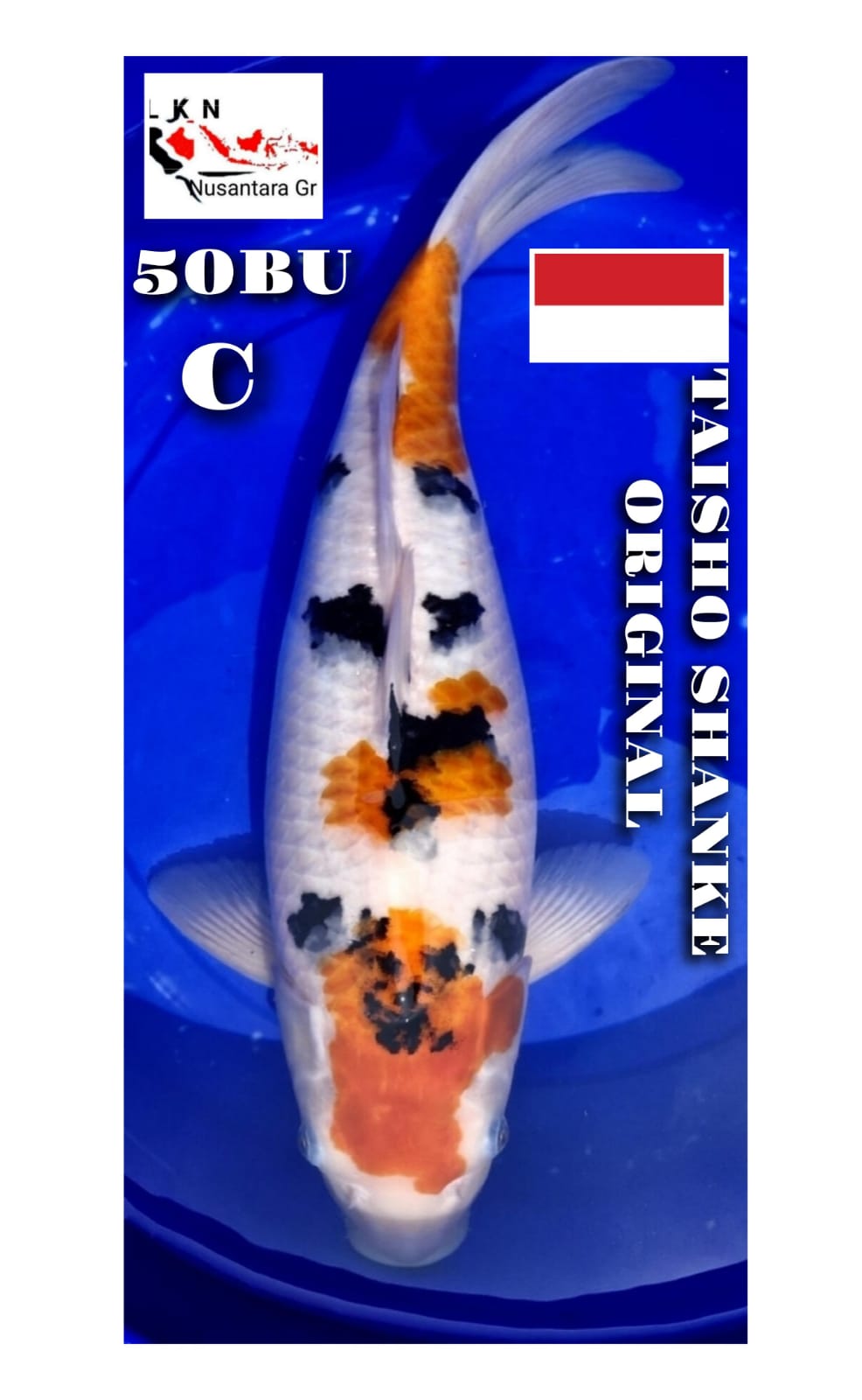 Lelang Koi Online, Jual Beli Ikan Koi, Pusat Jual Beli Koi, Info Lelang Koi Hari Ini, Platform Jual Beli Koi, Jual Beli Ikan Koi Online, Marketplace Ikan Koi, Jual Koi Terbaik, Tempat Beli Koi Berkualitas, Pasar Ikan Koi Online Terpercaya, Penjual Ikan Koi Terpercaya, Beli Koi Hias Online, Ikan Koi untuk Dijual, Koi Kualitas Terbaik, Toko Online Ikan Koi, Koi Hias Untuk Dijual, Jual Beli Ikan Koi Lokal, Koi Indonesia Online, Pusat Jual Beli Koi Terbesar