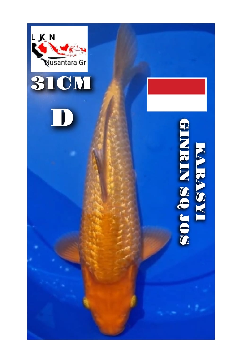 Lelang Koi Online, Jual Beli Ikan Koi, Pusat Jual Beli Koi, Info Lelang Koi Hari Ini, Platform Jual Beli Koi, Jual Beli Ikan Koi Online, Marketplace Ikan Koi, Jual Koi Terbaik, Tempat Beli Koi Berkualitas, Pasar Ikan Koi Online Terpercaya, Penjual Ikan Koi Terpercaya, Beli Koi Hias Online, Ikan Koi untuk Dijual, Koi Kualitas Terbaik, Toko Online Ikan Koi, Koi Hias Untuk Dijual, Jual Beli Ikan Koi Lokal, Koi Indonesia Online, Pusat Jual Beli Koi Terbesar