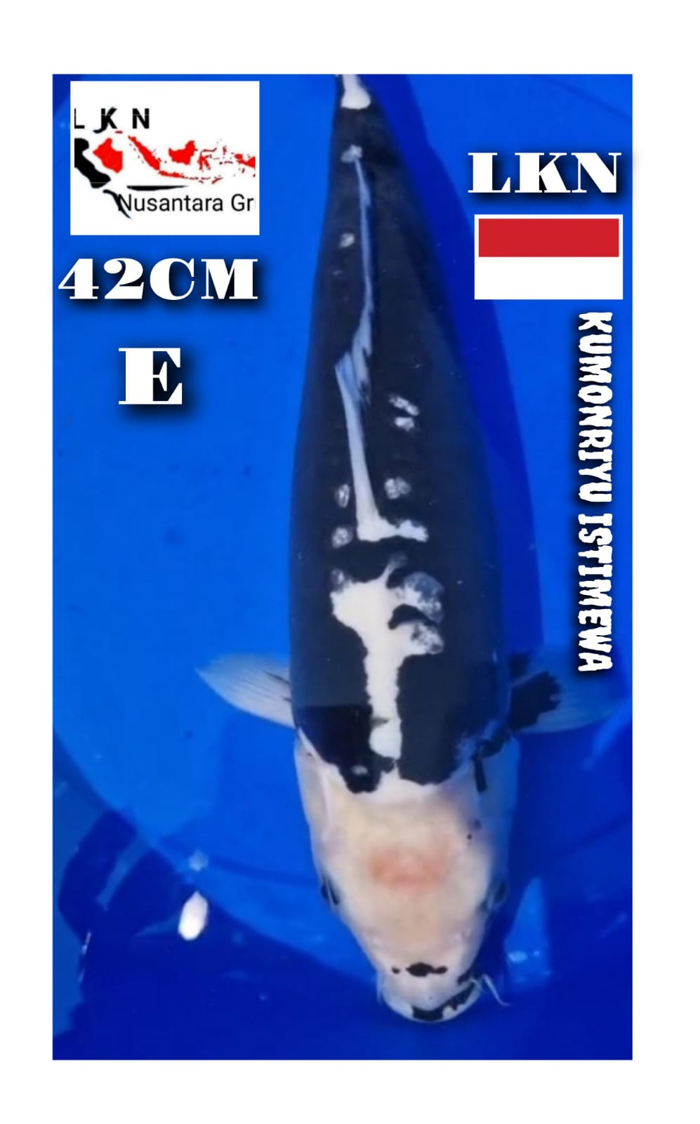 Lelang Koi Online, Jual Beli Ikan Koi, Pusat Jual Beli Koi, Info Lelang Koi Hari Ini, Platform Jual Beli Koi, Jual Beli Ikan Koi Online, Marketplace Ikan Koi, Jual Koi Terbaik, Tempat Beli Koi Berkualitas, Pasar Ikan Koi Online Terpercaya, Penjual Ikan Koi Terpercaya, Beli Koi Hias Online, Ikan Koi untuk Dijual, Koi Kualitas Terbaik, Toko Online Ikan Koi, Koi Hias Untuk Dijual, Jual Beli Ikan Koi Lokal, Koi Indonesia Online, Pusat Jual Beli Koi Terbesar