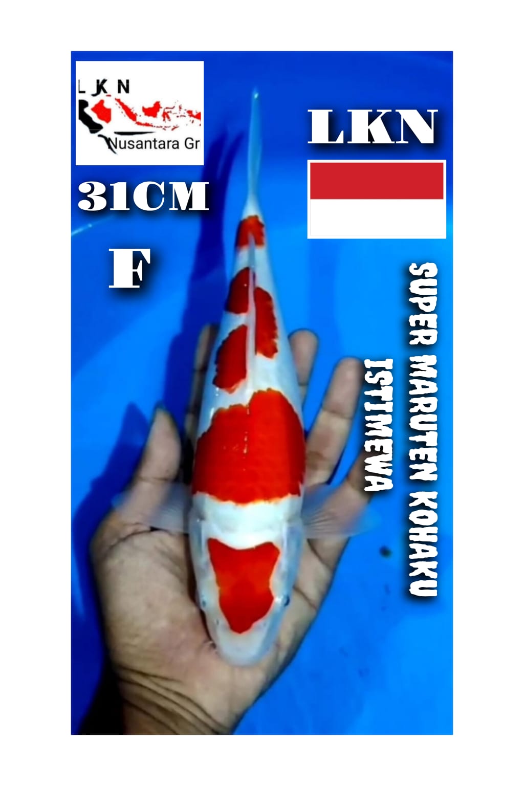 Lelang Koi Online, Jual Beli Ikan Koi, Pusat Jual Beli Koi, Info Lelang Koi Hari Ini, Platform Jual Beli Koi, Jual Beli Ikan Koi Online, Marketplace Ikan Koi, Jual Koi Terbaik, Tempat Beli Koi Berkualitas, Pasar Ikan Koi Online Terpercaya, Penjual Ikan Koi Terpercaya, Beli Koi Hias Online, Ikan Koi untuk Dijual, Koi Kualitas Terbaik, Toko Online Ikan Koi, Koi Hias Untuk Dijual, Jual Beli Ikan Koi Lokal, Koi Indonesia Online, Pusat Jual Beli Koi Terbesar