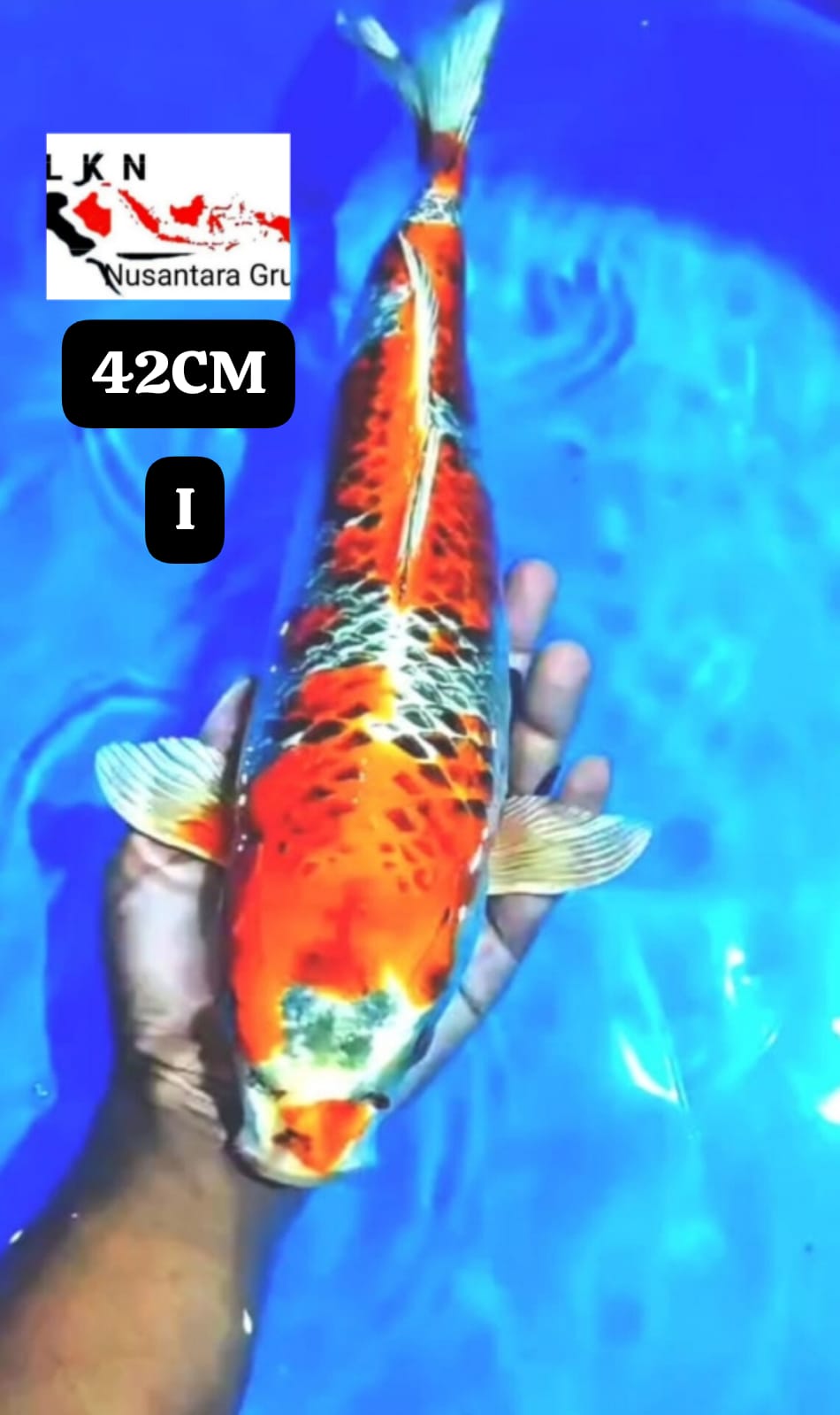 Lelang Koi Online, Jual Beli Ikan Koi, Pusat Jual Beli Koi, Info Lelang Koi Hari Ini, Platform Jual Beli Koi, Jual Beli Ikan Koi Online, Marketplace Ikan Koi, Jual Koi Terbaik, Tempat Beli Koi Berkualitas, Pasar Ikan Koi Online Terpercaya, Penjual Ikan Koi Terpercaya, Beli Koi Hias Online, Ikan Koi untuk Dijual, Koi Kualitas Terbaik, Toko Online Ikan Koi, Koi Hias Untuk Dijual, Jual Beli Ikan Koi Lokal, Koi Indonesia Online, Pusat Jual Beli Koi Terbesar