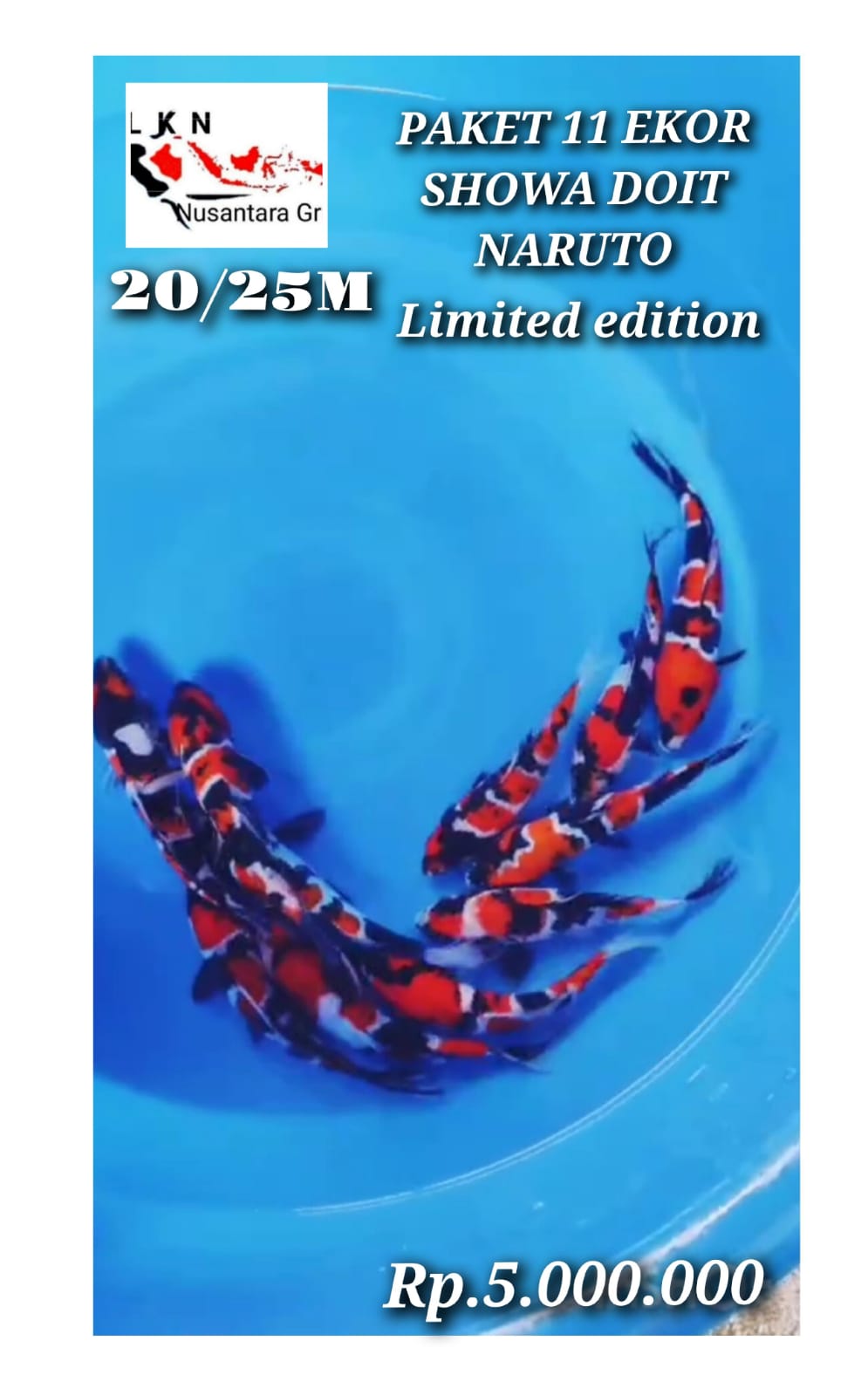 Lelang Koi Online, Jual Beli Ikan Koi, Pusat Jual Beli Koi, Info Lelang Koi Hari Ini, Platform Jual Beli Koi, Jual Beli Ikan Koi Online, Marketplace Ikan Koi, Jual Koi Terbaik, Tempat Beli Koi Berkualitas, Pasar Ikan Koi Online Terpercaya, Penjual Ikan Koi Terpercaya, Beli Koi Hias Online, Ikan Koi untuk Dijual, Koi Kualitas Terbaik, Toko Online Ikan Koi, Koi Hias Untuk Dijual, Jual Beli Ikan Koi Lokal, Koi Indonesia Online, Pusat Jual Beli Koi Terbesar